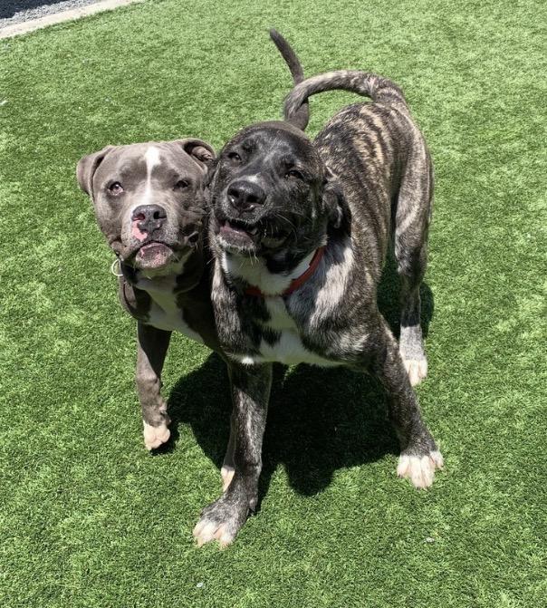 Enlarge URGENT-My best friend was adopted. I was left behind. Bernardo A550859, an adopted Pit Bull Terrier in Calabasas, CA image 6/6