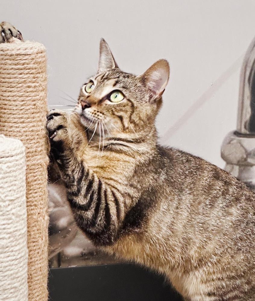 Elvis, Adoptable, Young Male Domestic Short Hair & Tabby.