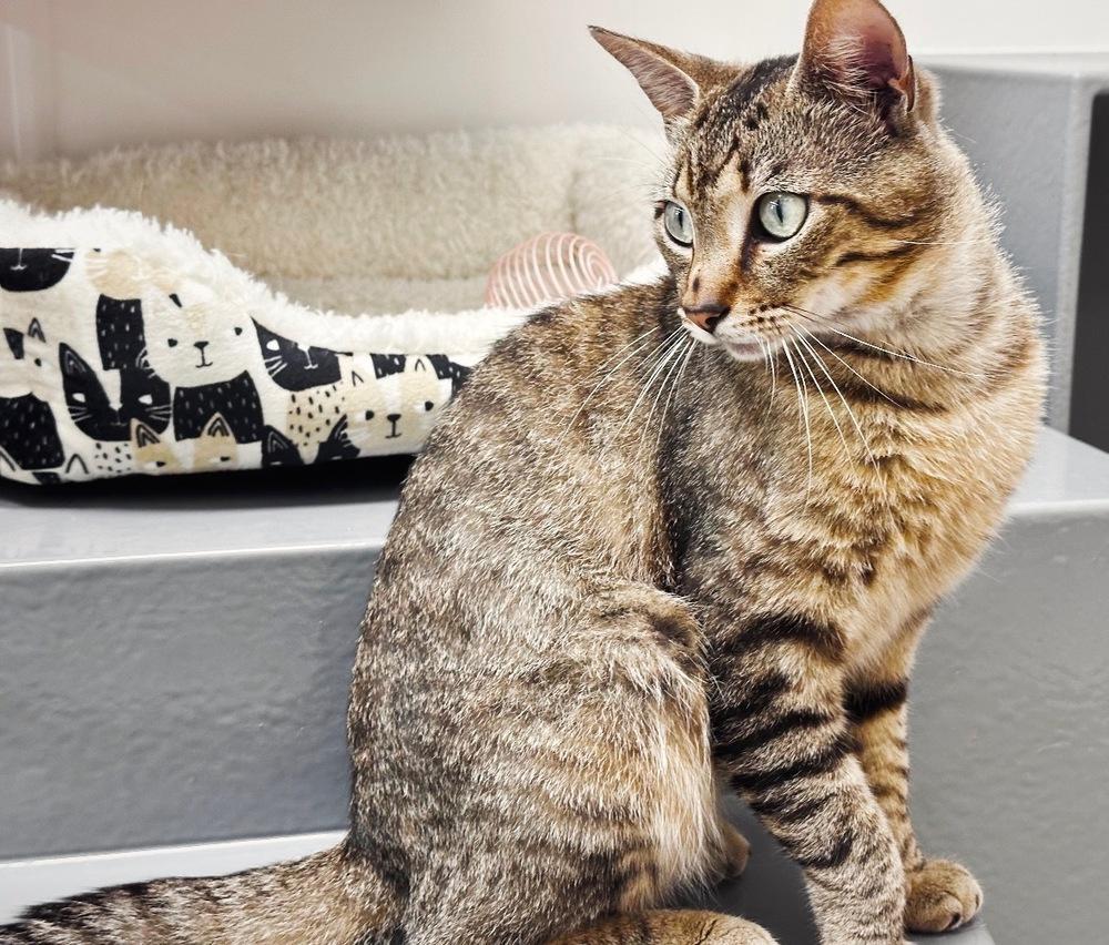 Enlarge Elvis, a Adoptable mixed breed in Deland, FL image 2/5