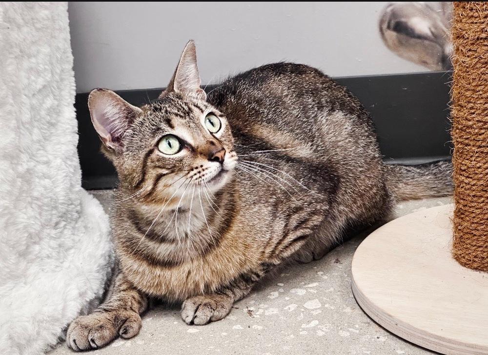Enlarge Elvis, a Adoptable mixed breed in Deland, FL image 4/5