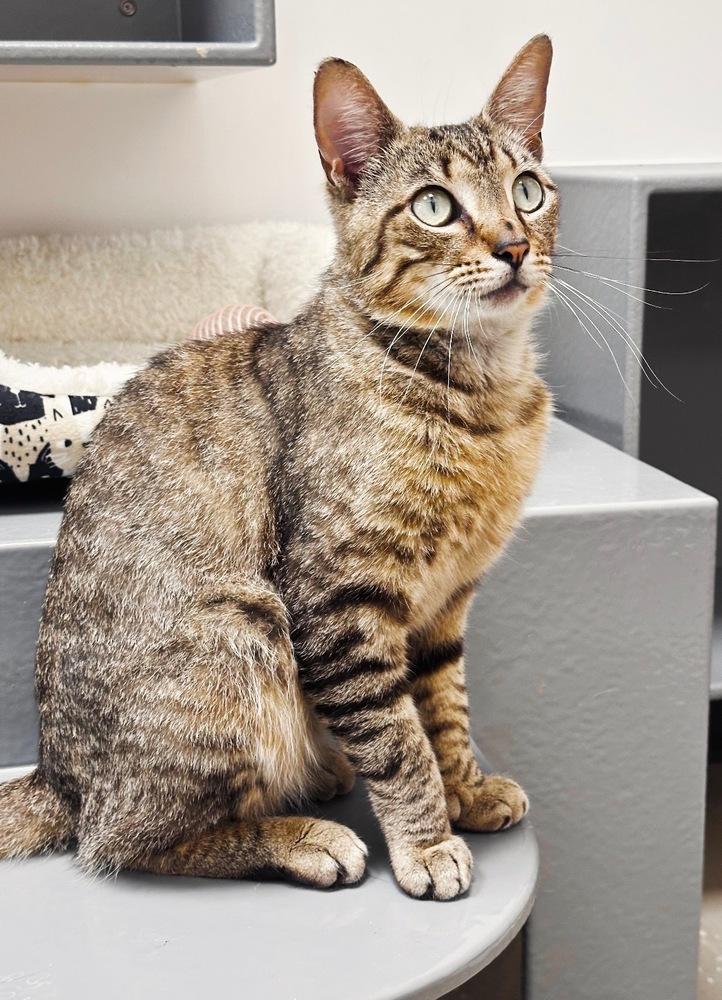 Enlarge Elvis, a Adoptable mixed breed in Deland, FL image 5/5