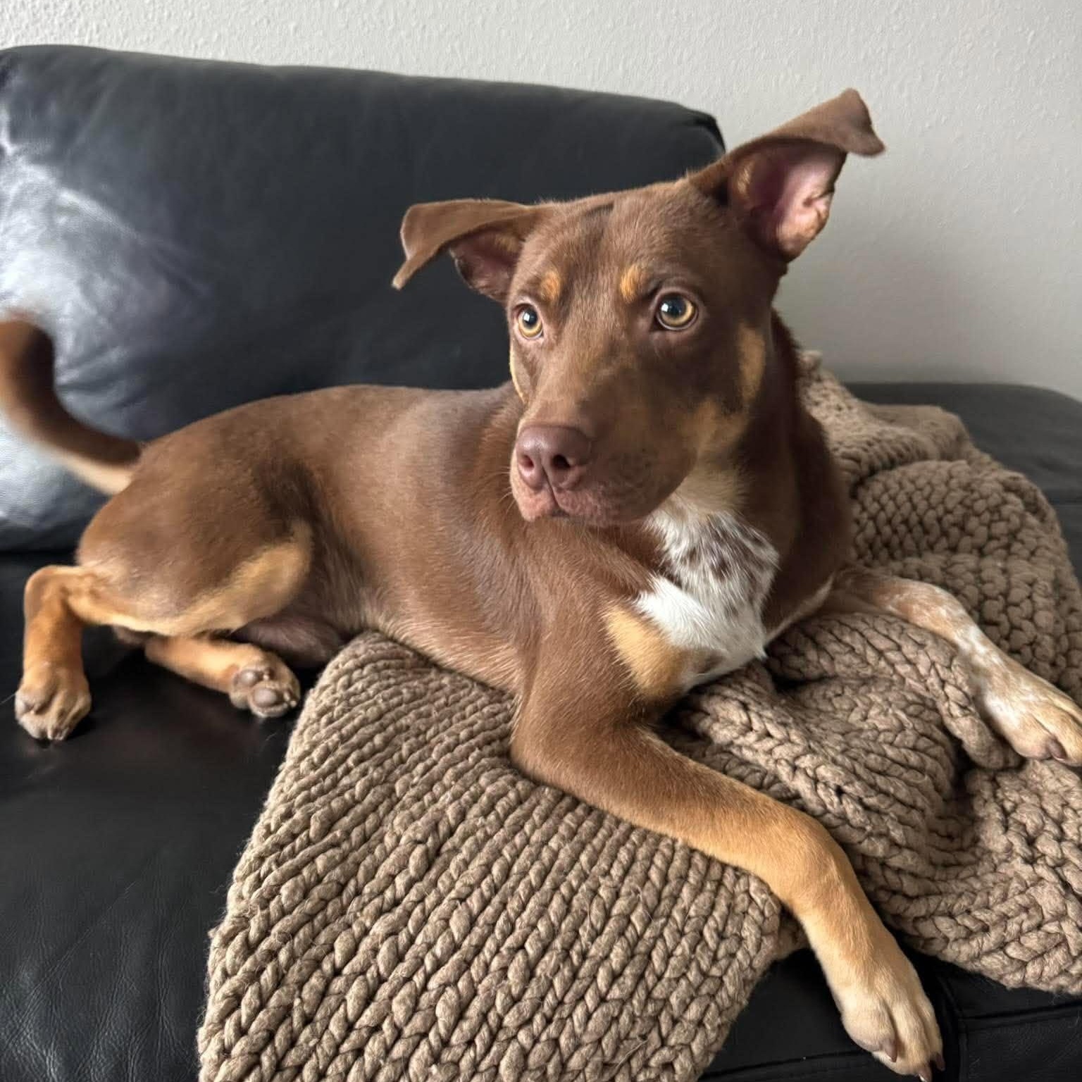 Enlarge Snicker, a Adoptable mixed breed in Grand Rapids, MI image 4/6