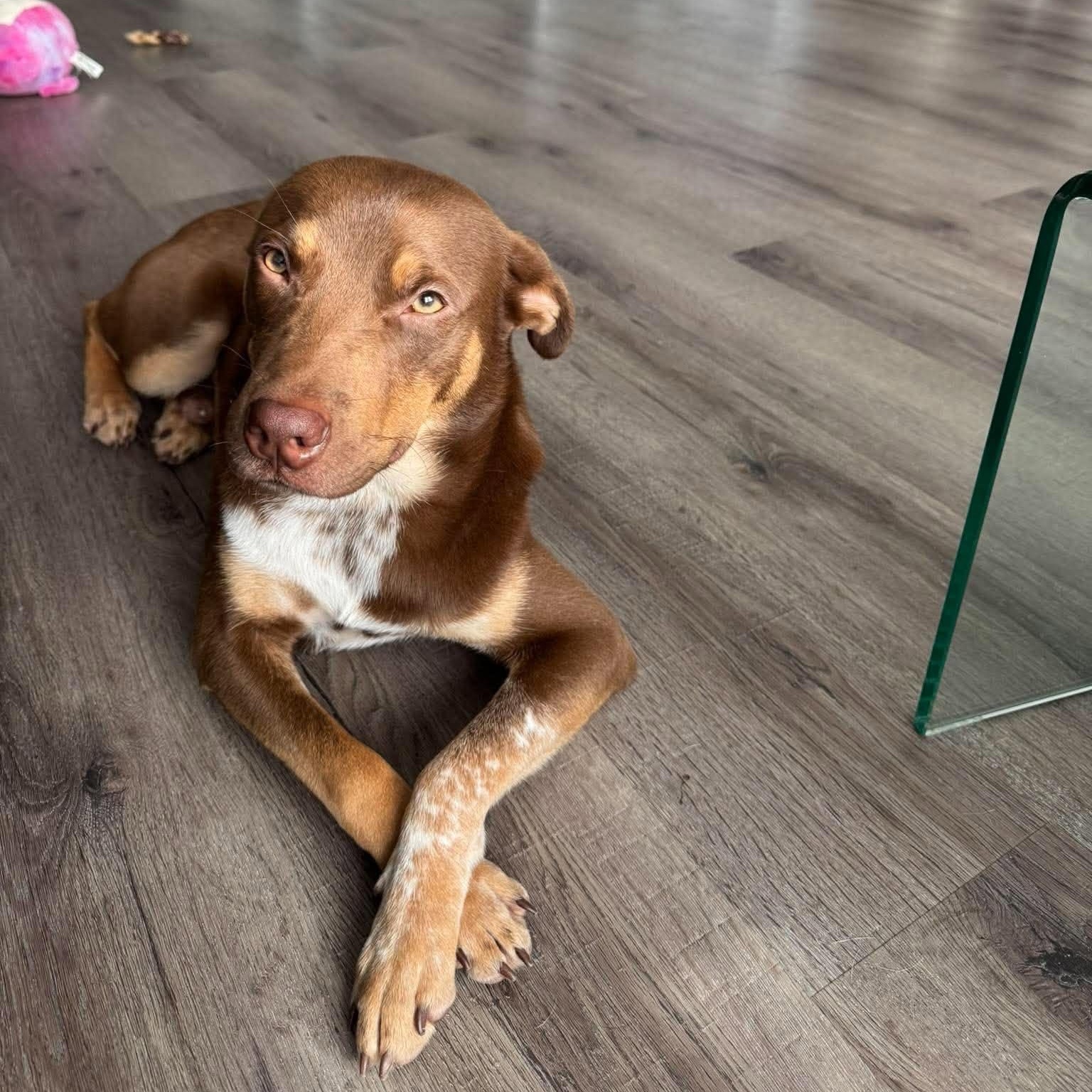 Enlarge Snicker, a Adoptable mixed breed in Grand Rapids, MI image 5/6