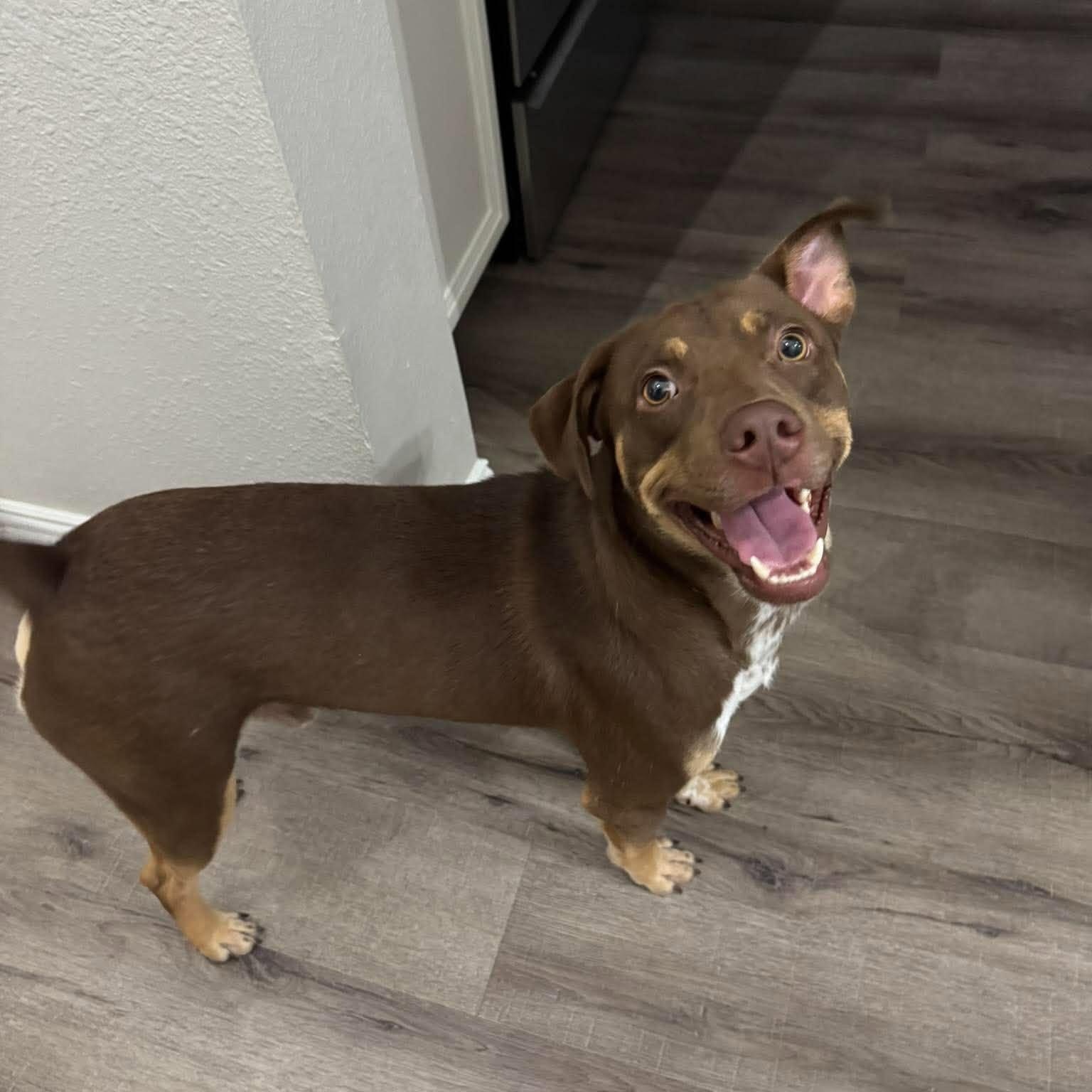 Enlarge Snicker, a Adoptable mixed breed in Grand Rapids, MI image 2/6
