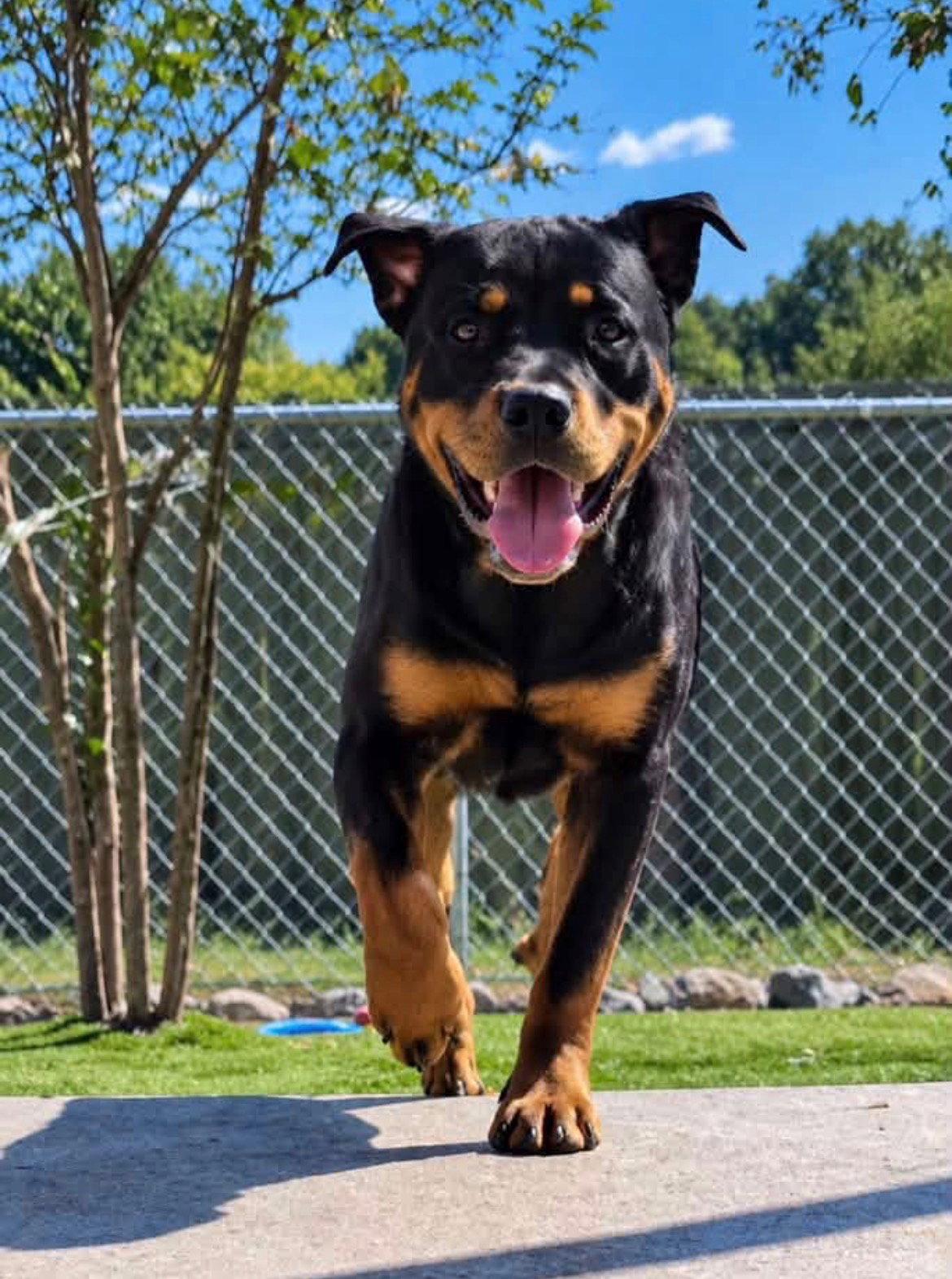 Enlarge Kilough, a Adoptable Rottweiler in Mooresville, NC image 1/3