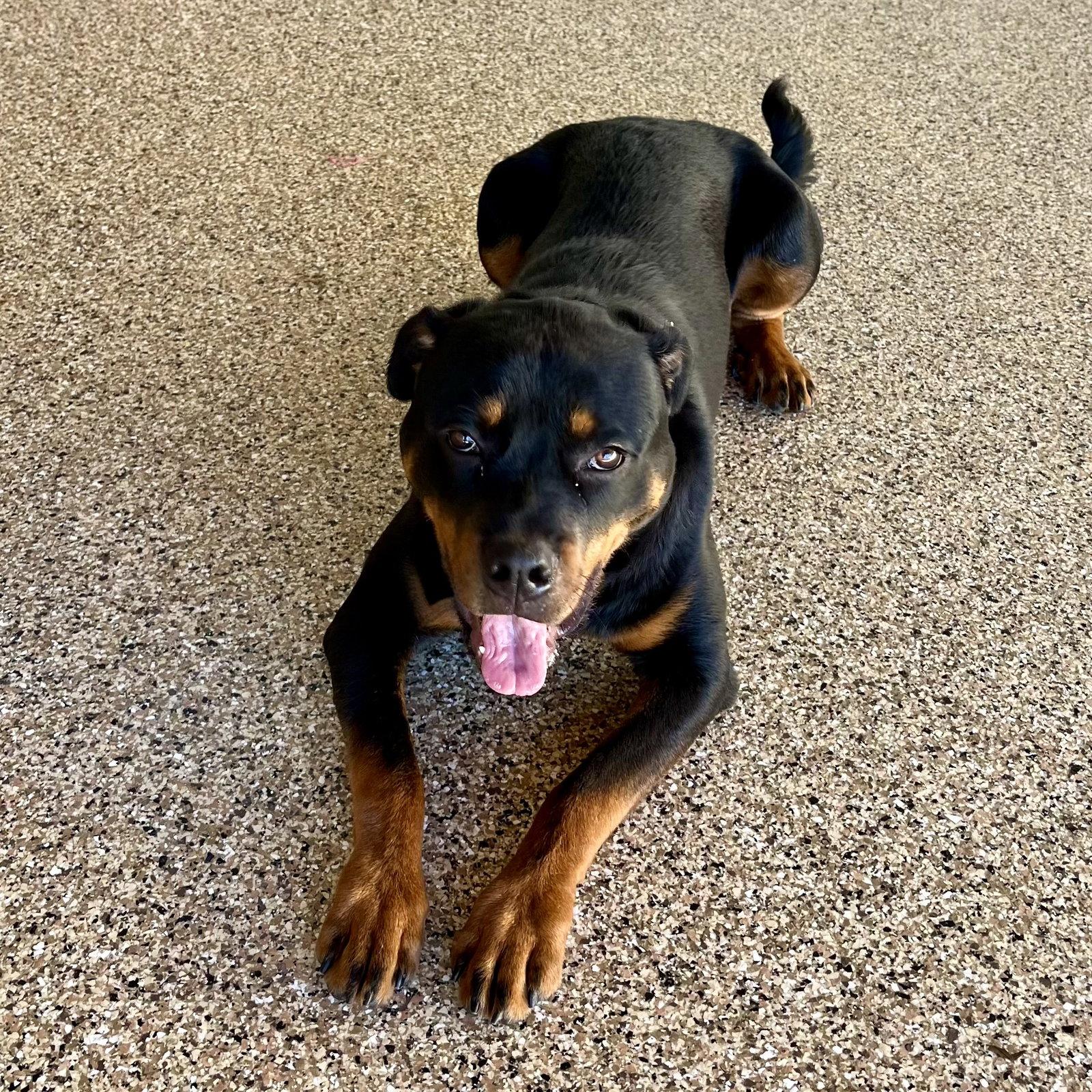 Enlarge Kilough, a Adoptable Rottweiler in Mooresville, NC image 2/3