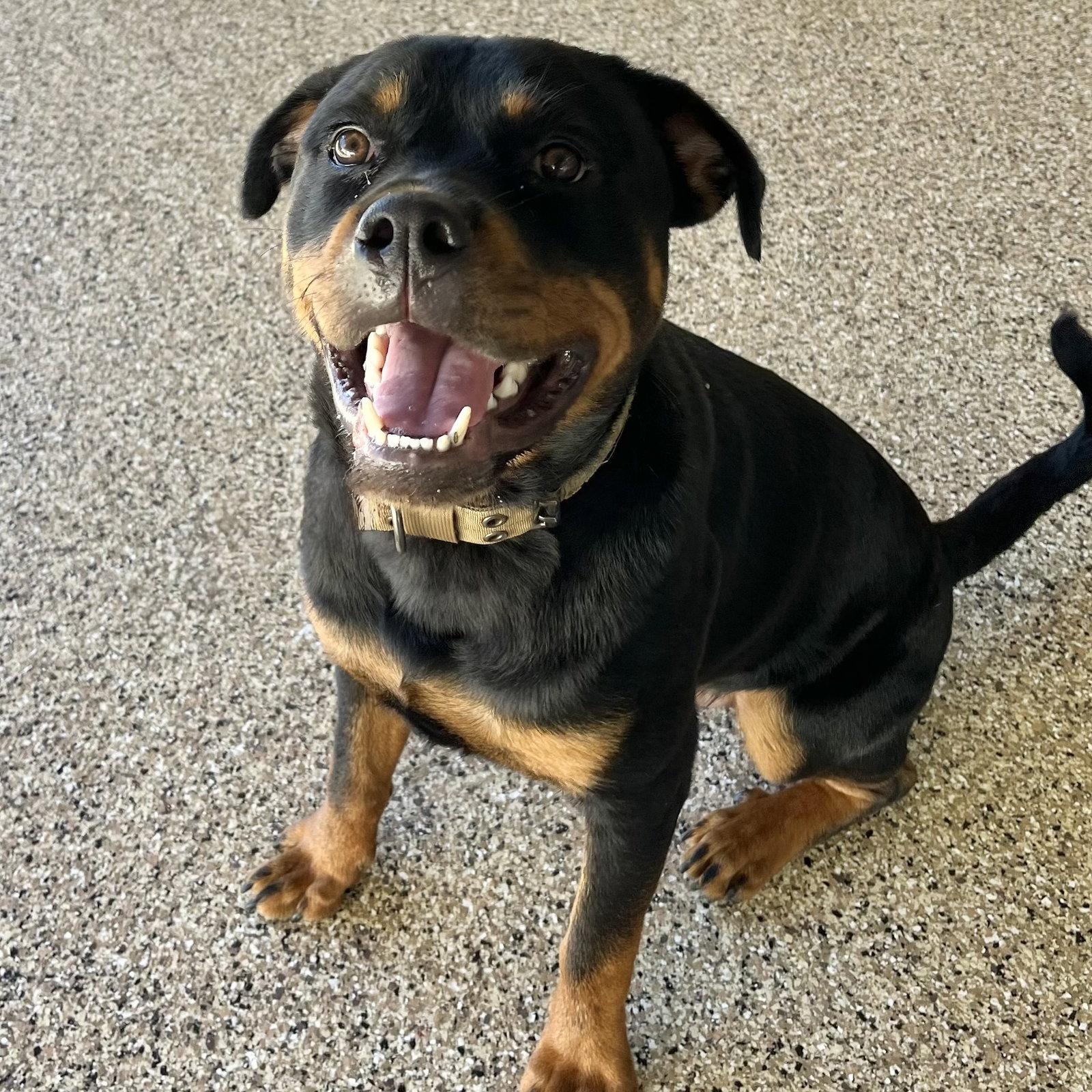 Enlarge Kilough, a Adoptable Rottweiler in Mooresville, NC image 3/3