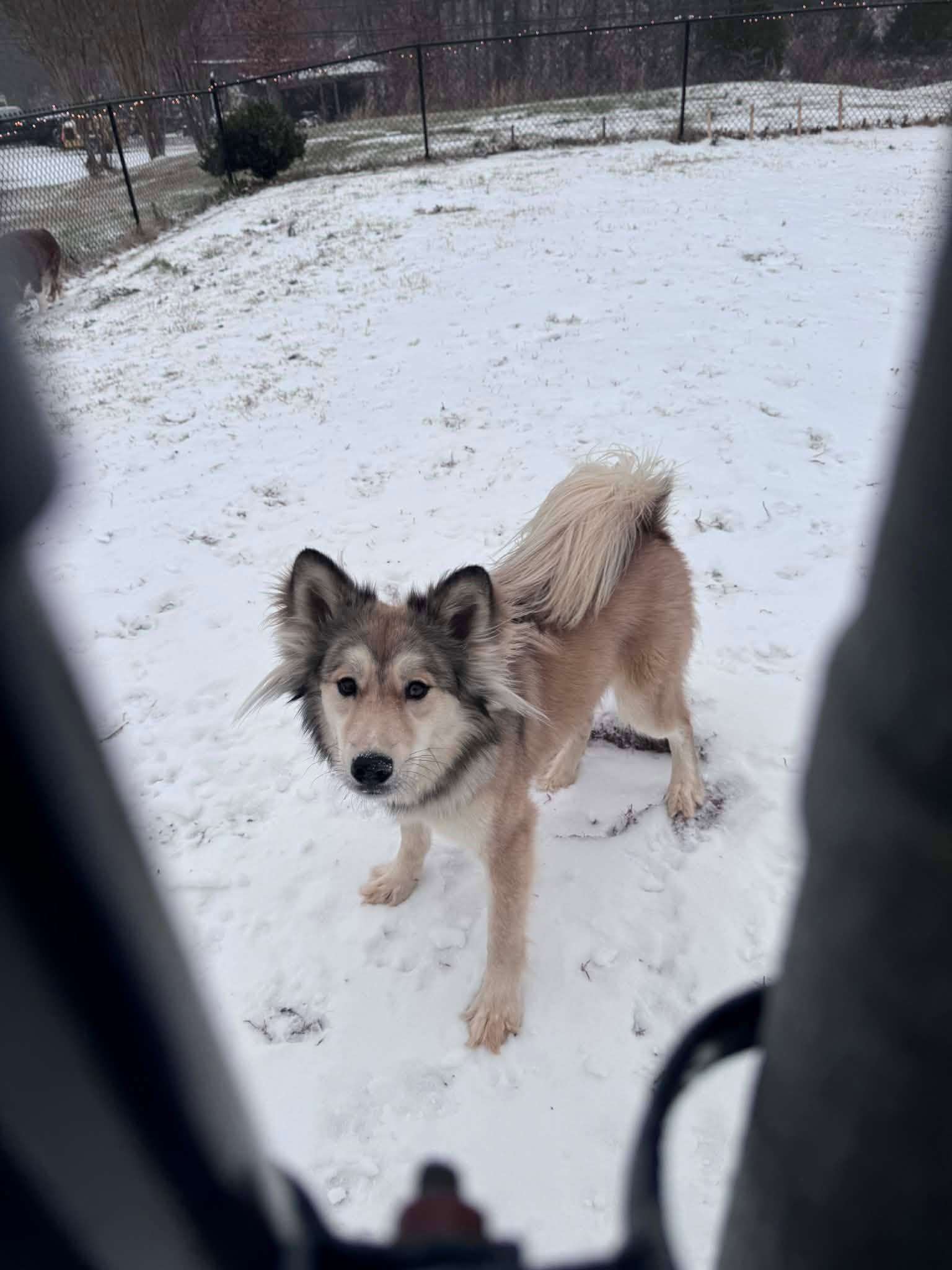 Enlarge Shybug, a ADOPTABLE mixed breed in Inez, KY image 1/1