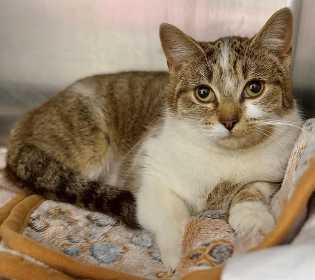 TAFFY, Adoptable, Young Female Domestic Short Hair.