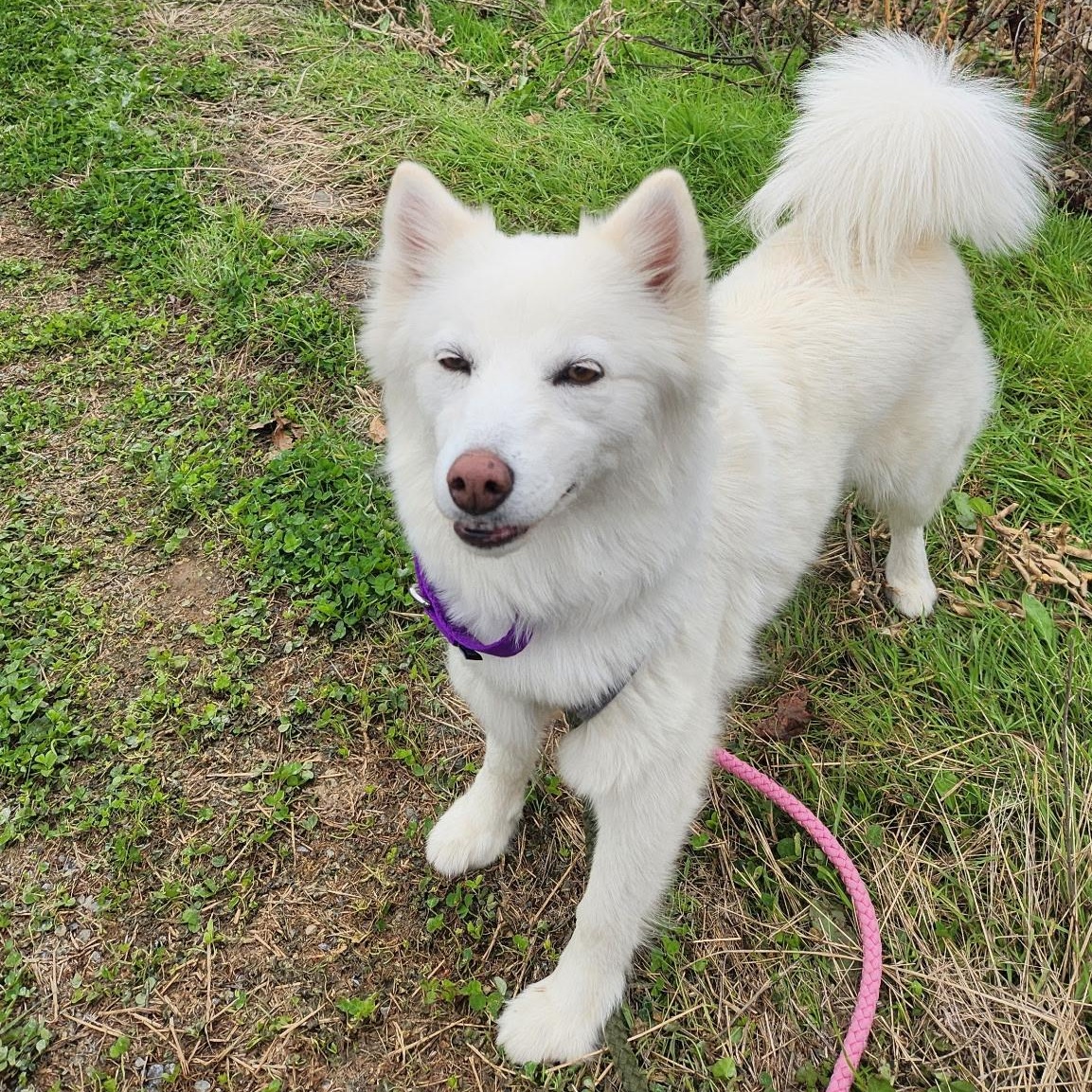Enlarge JOSIE, a Adoptable Pomsky in Schnecksville, PA image 3/5