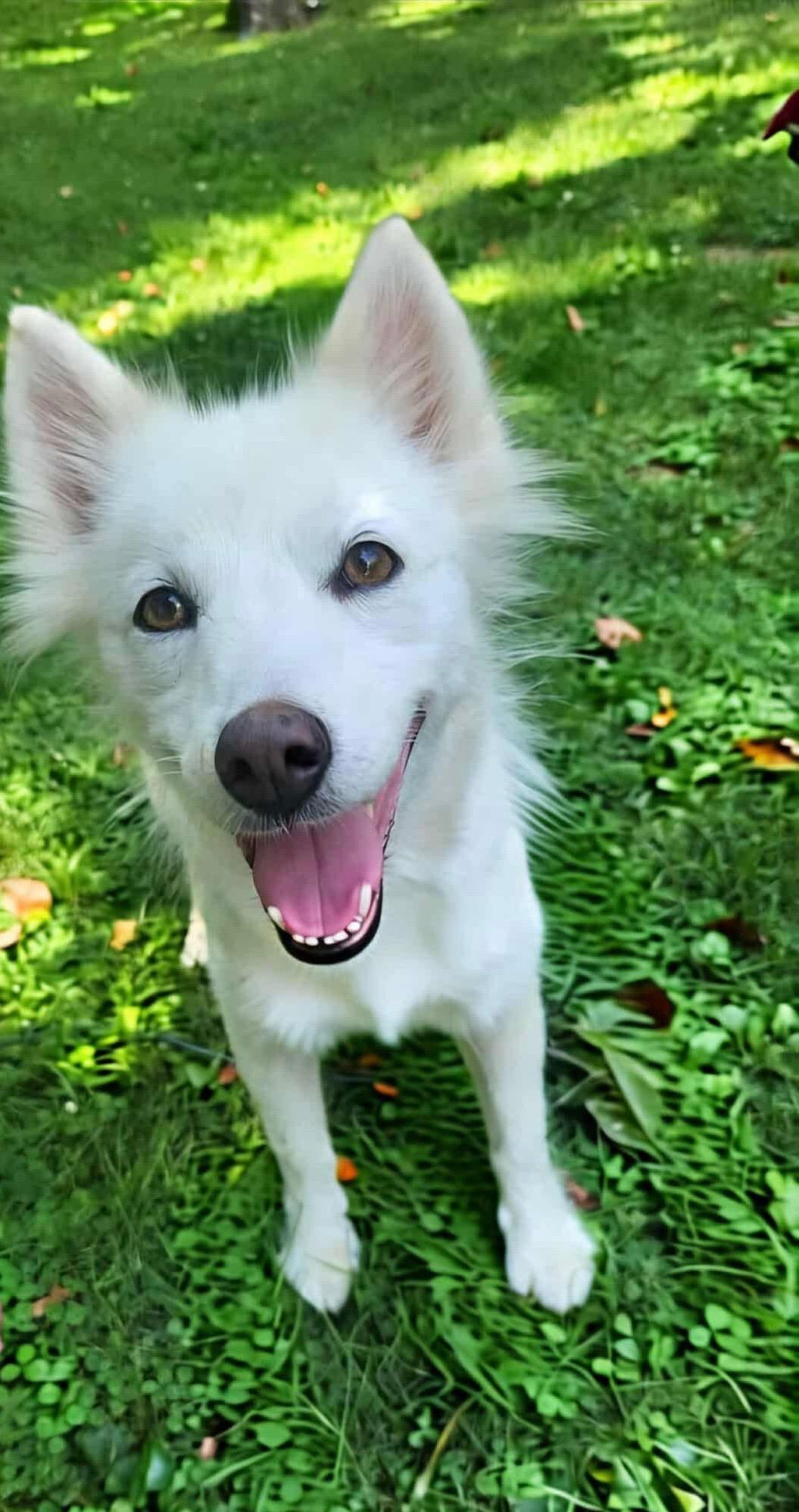 JOSIE, Adoptable, Adult Female Pomsky.