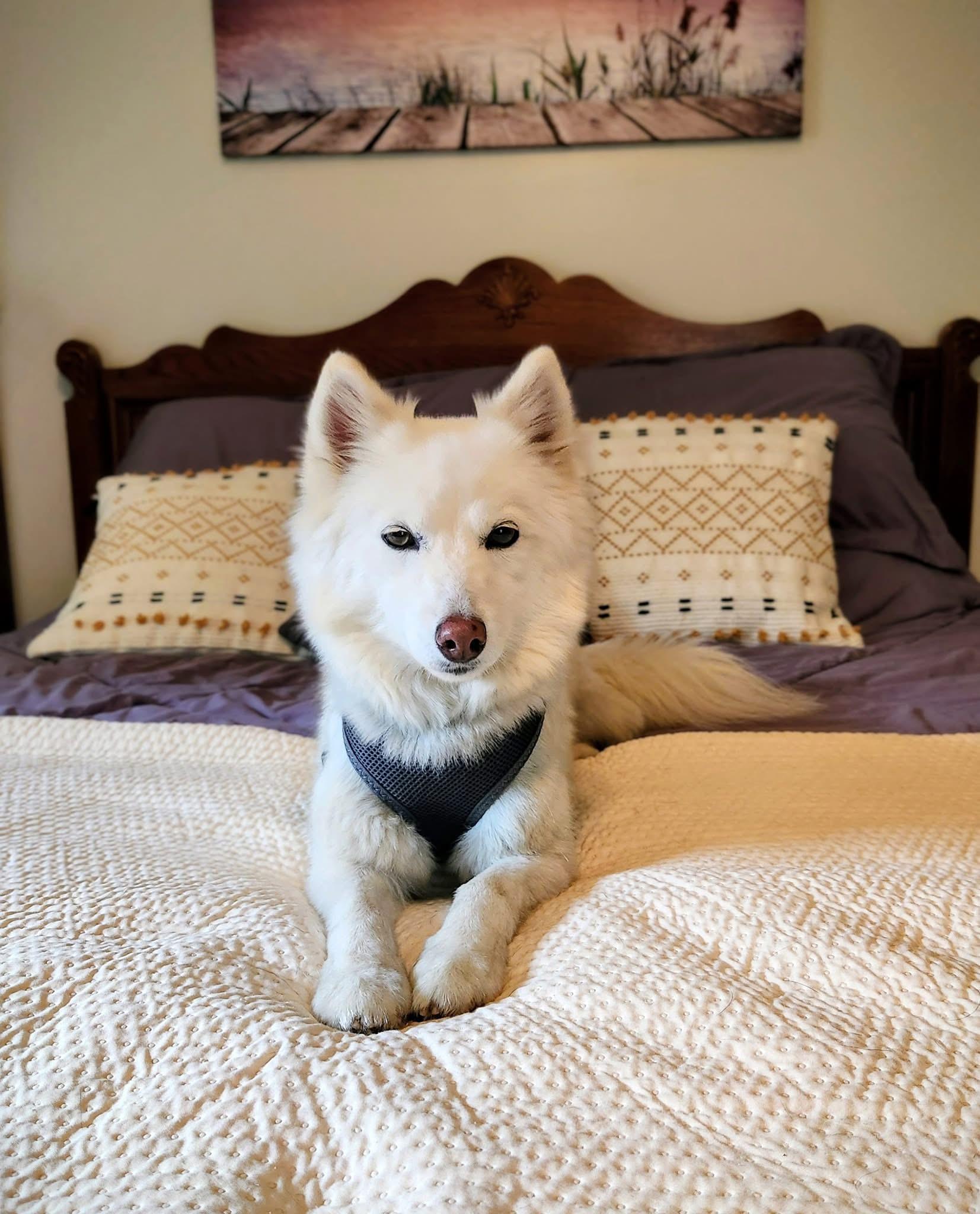 JOSIE, a Adoptable Pomsky image 2/3