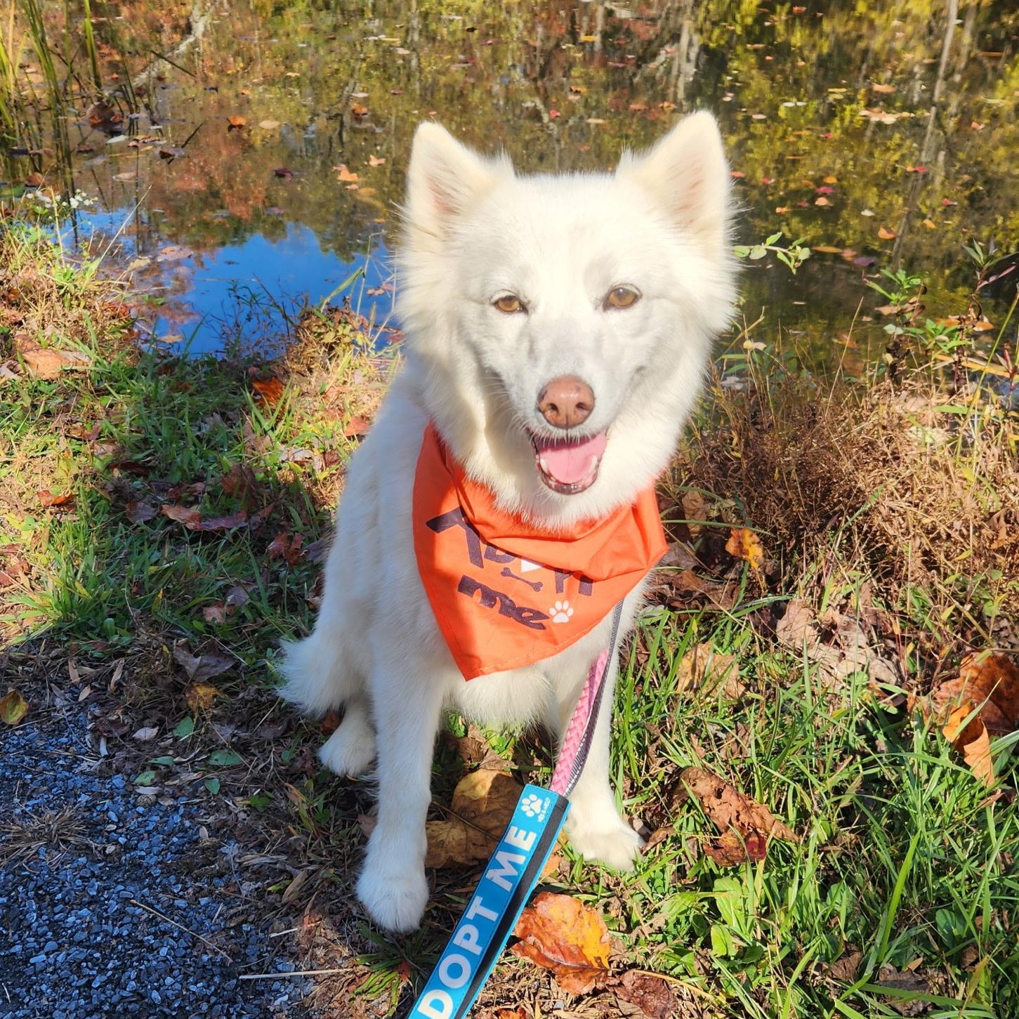 Enlarge JOSIE, a Adoptable Pomsky in Schnecksville, PA image 4/5