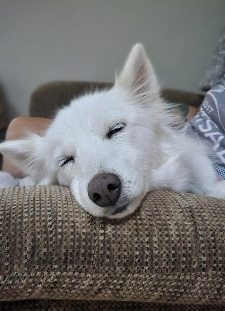 JOSIE, Adoptable, Adult Female Pomsky.