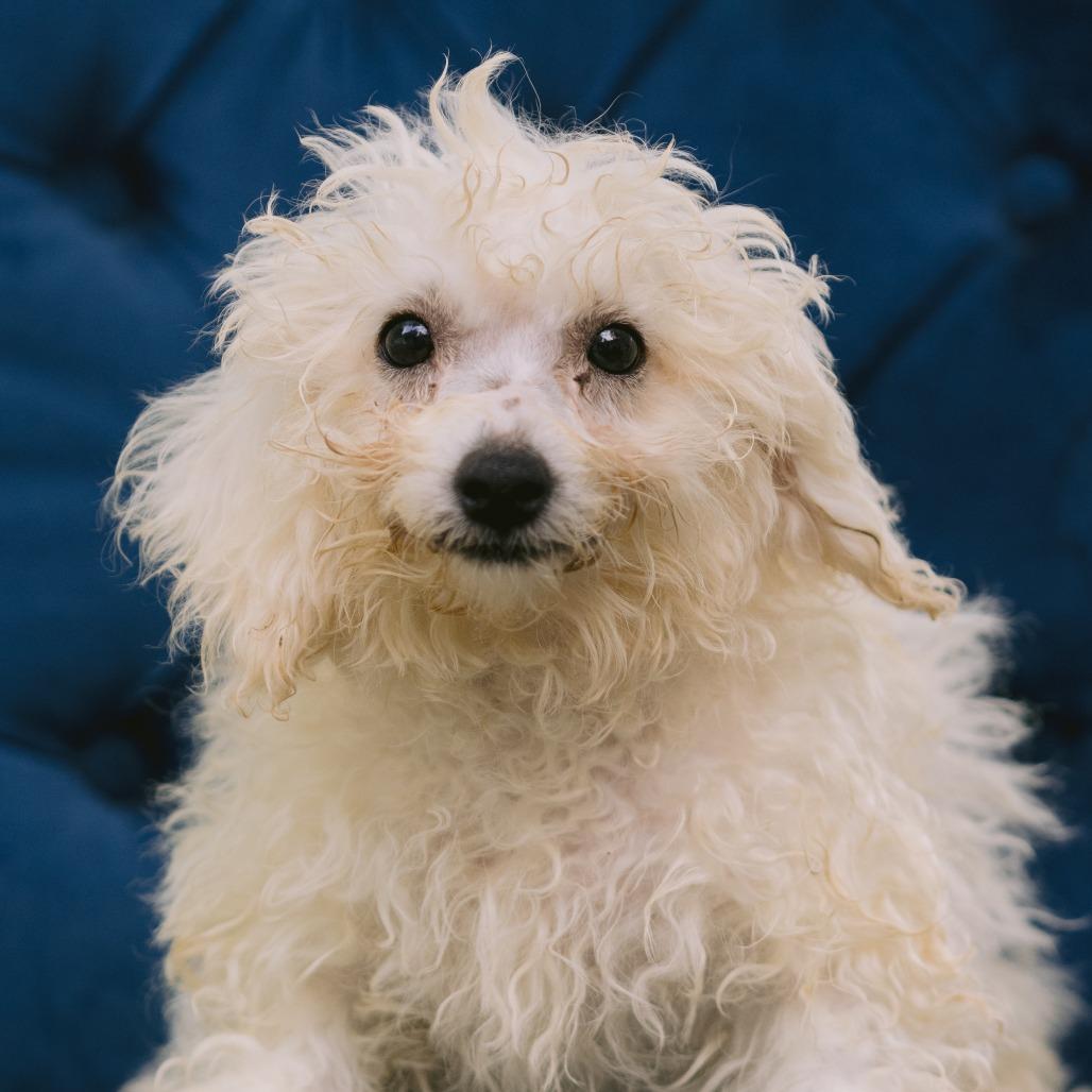 Angels in the Midst, ADOPTABLE, Puppy Female Bichon Frise.