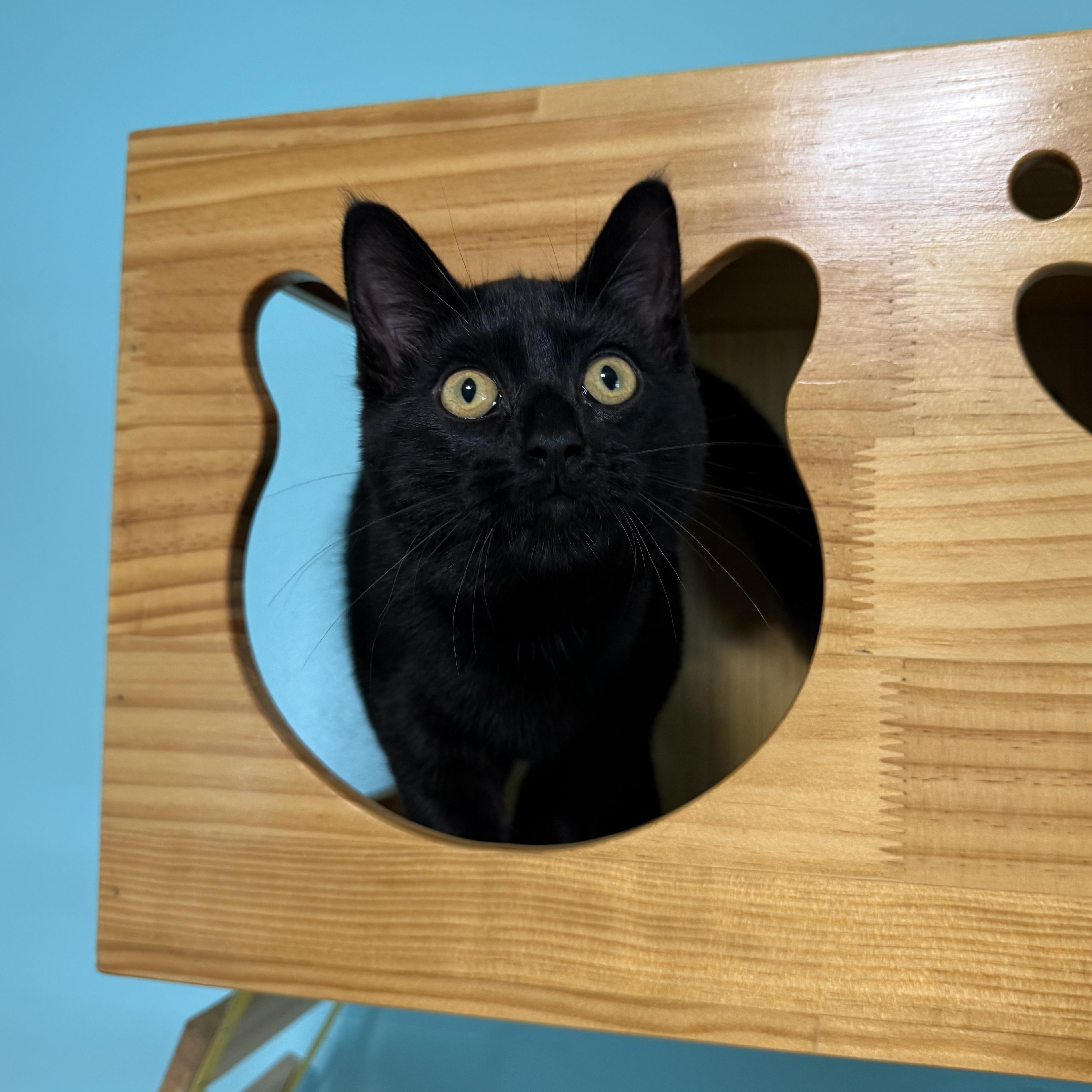 Biggie, a Adoptable Domestic Short Hair in Lincoln, IL image 2/4