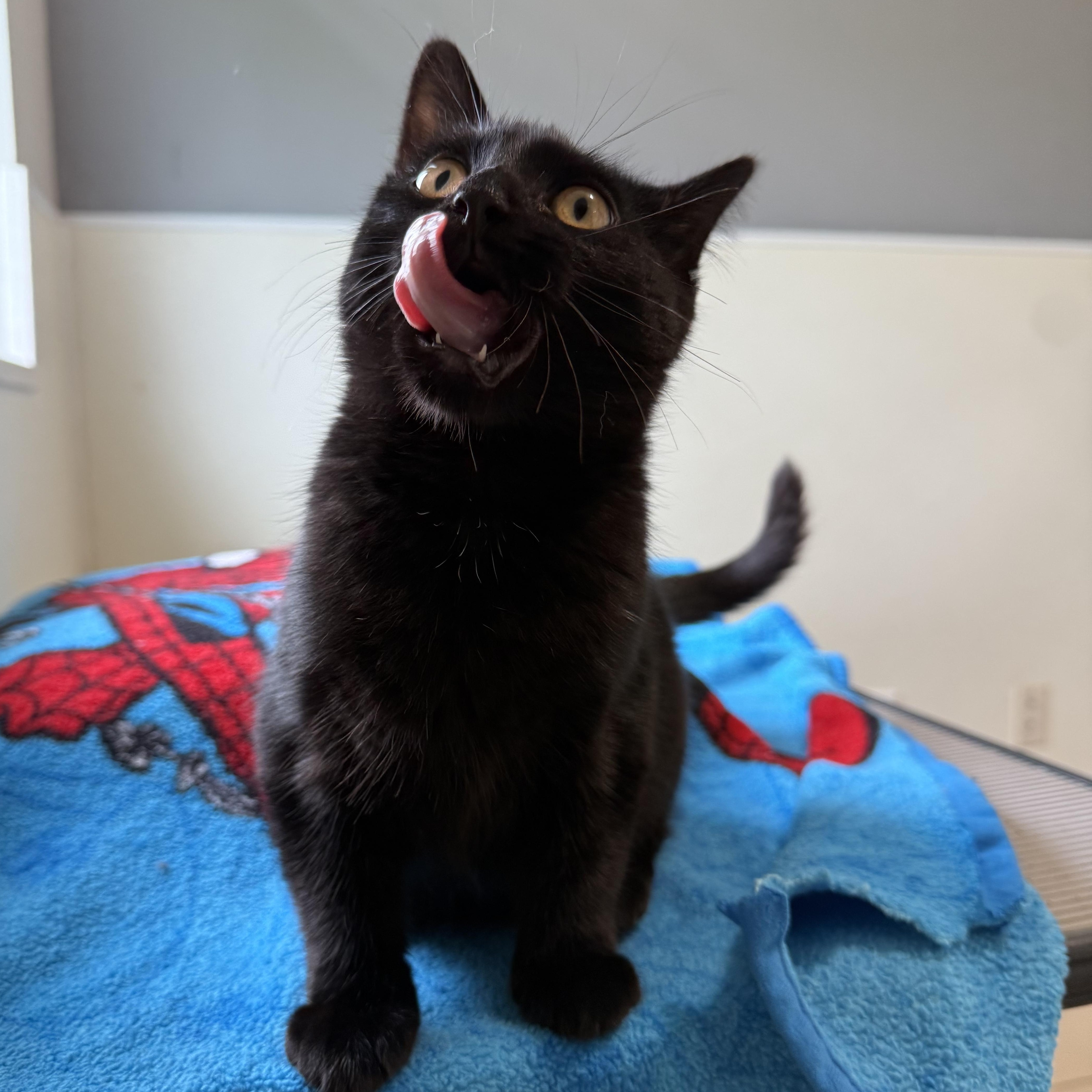 Biggie, a Adoptable Domestic Short Hair in Lincoln, IL image 4/4