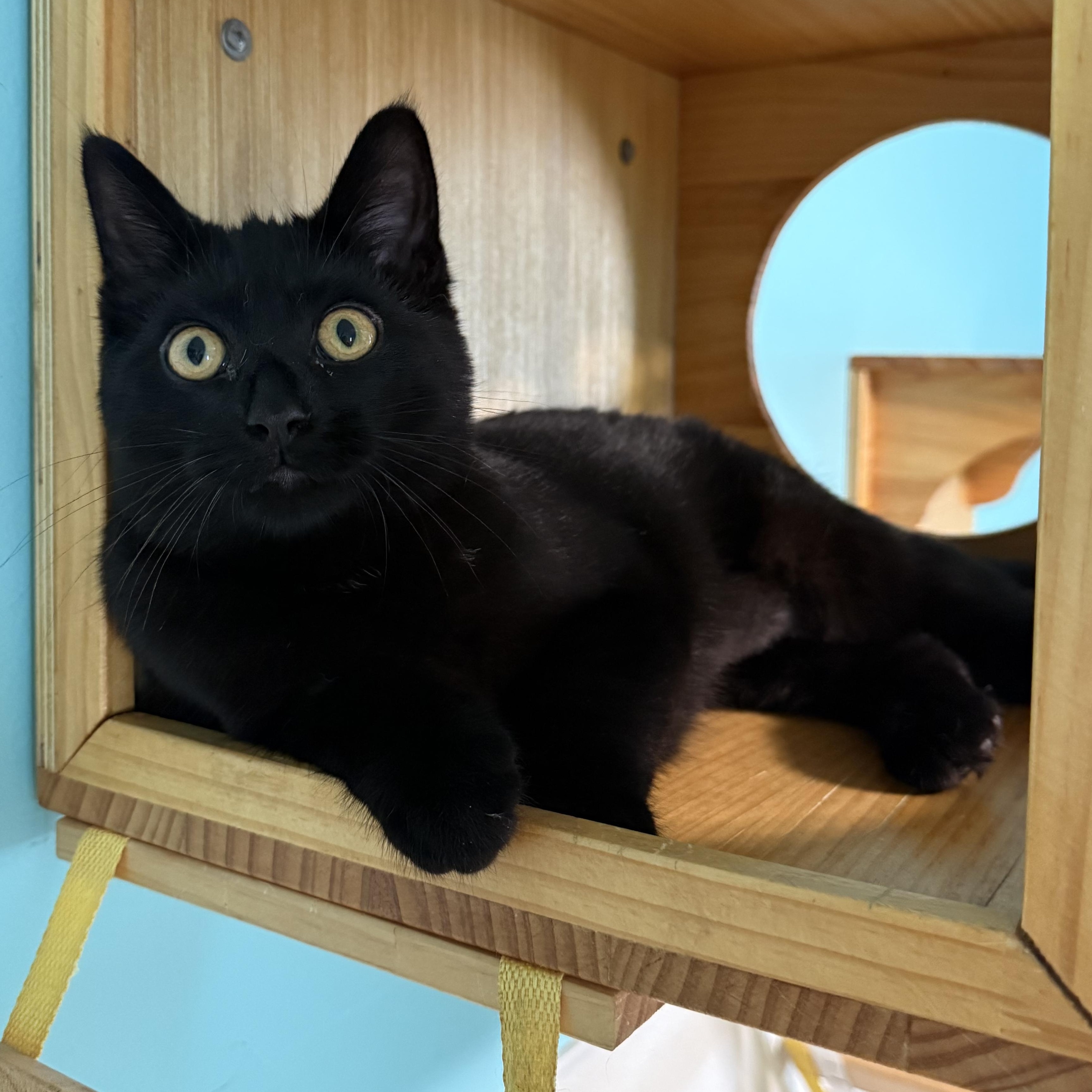 Biggie, a Adoptable Domestic Short Hair in Lincoln, IL image 1/4