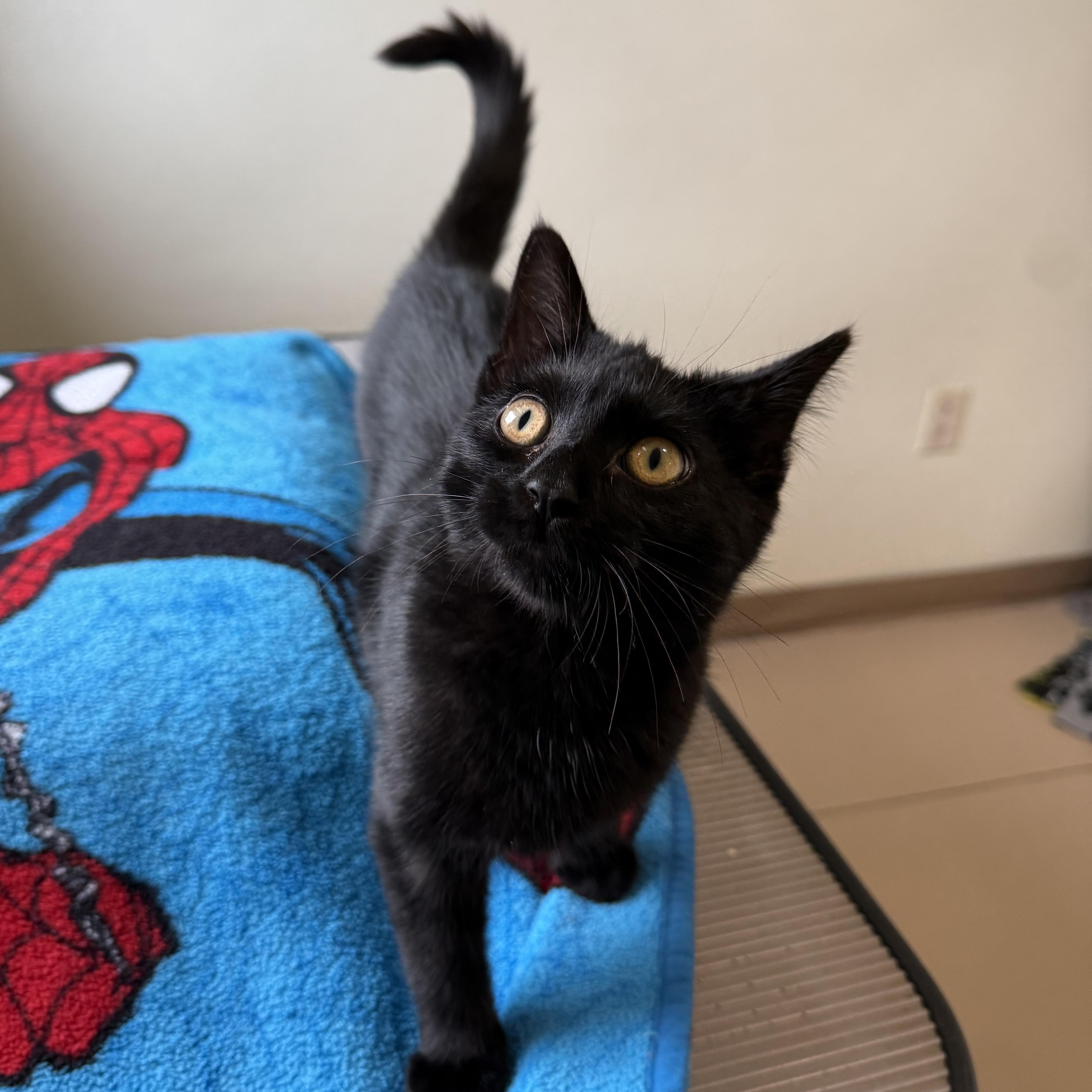 Biggie, a Adoptable Domestic Short Hair in Lincoln, IL image 3/4