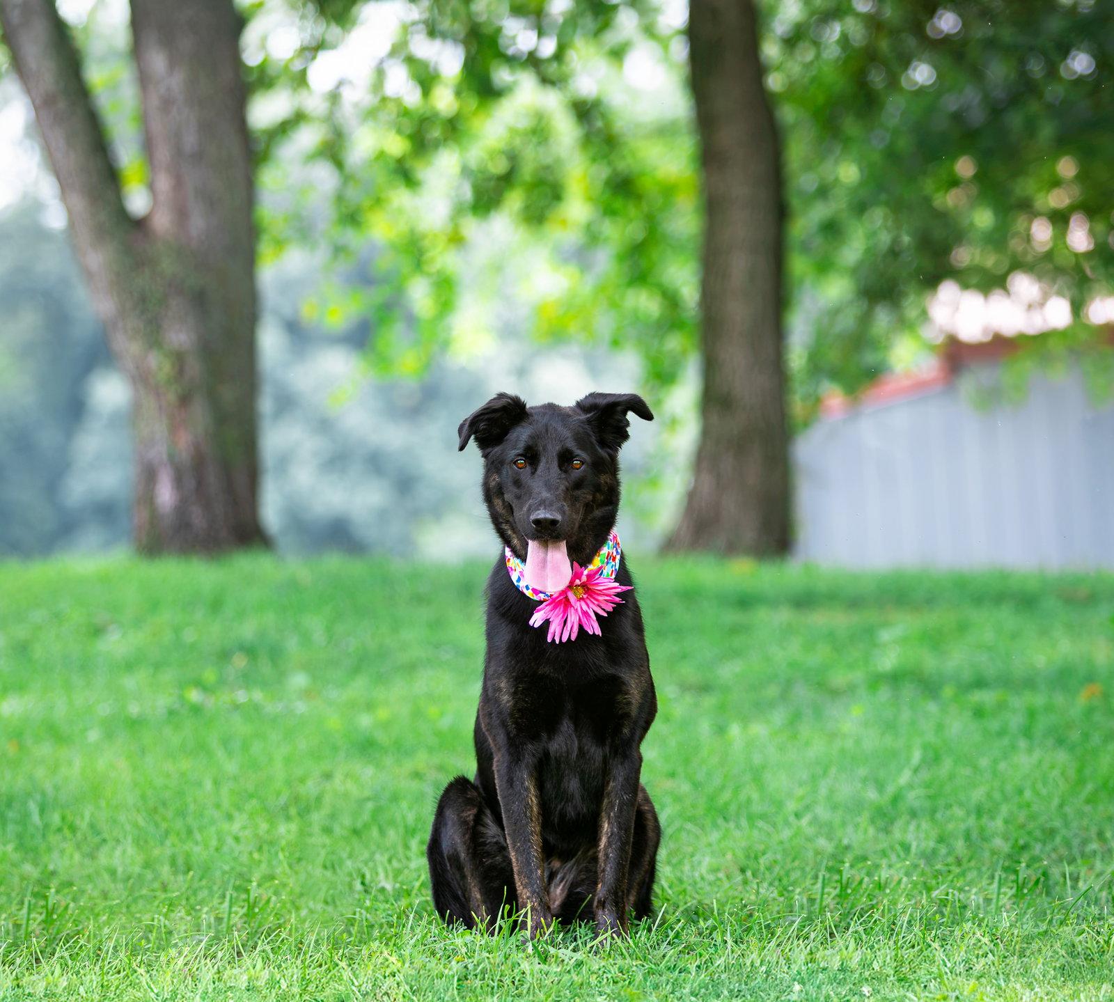 Dolly, Adoptable, Young Female German Shepherd Dog.