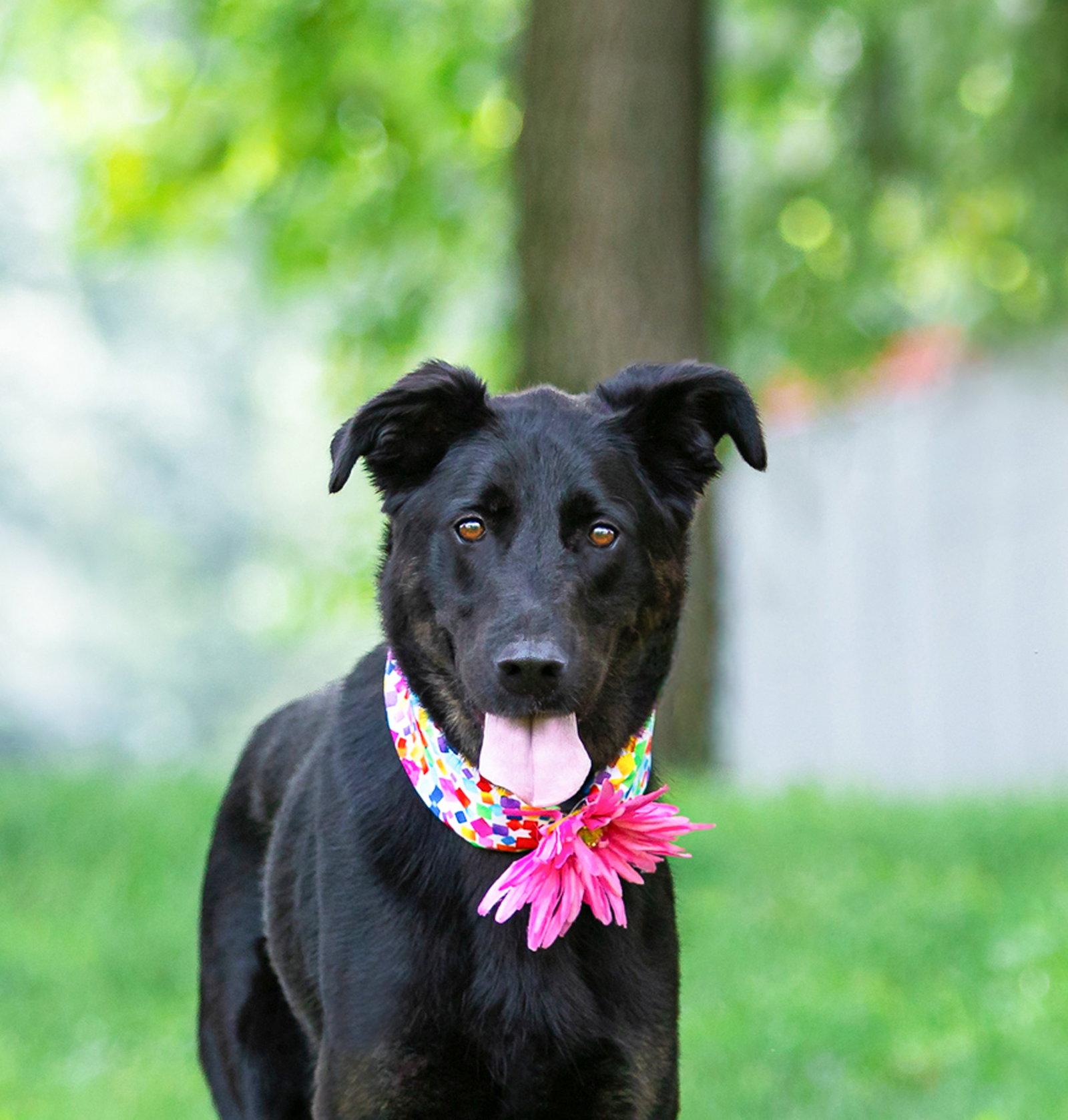 Enlarge Dolly, a Adoptable German Shepherd Dog in Coatesville, PA image 2/3