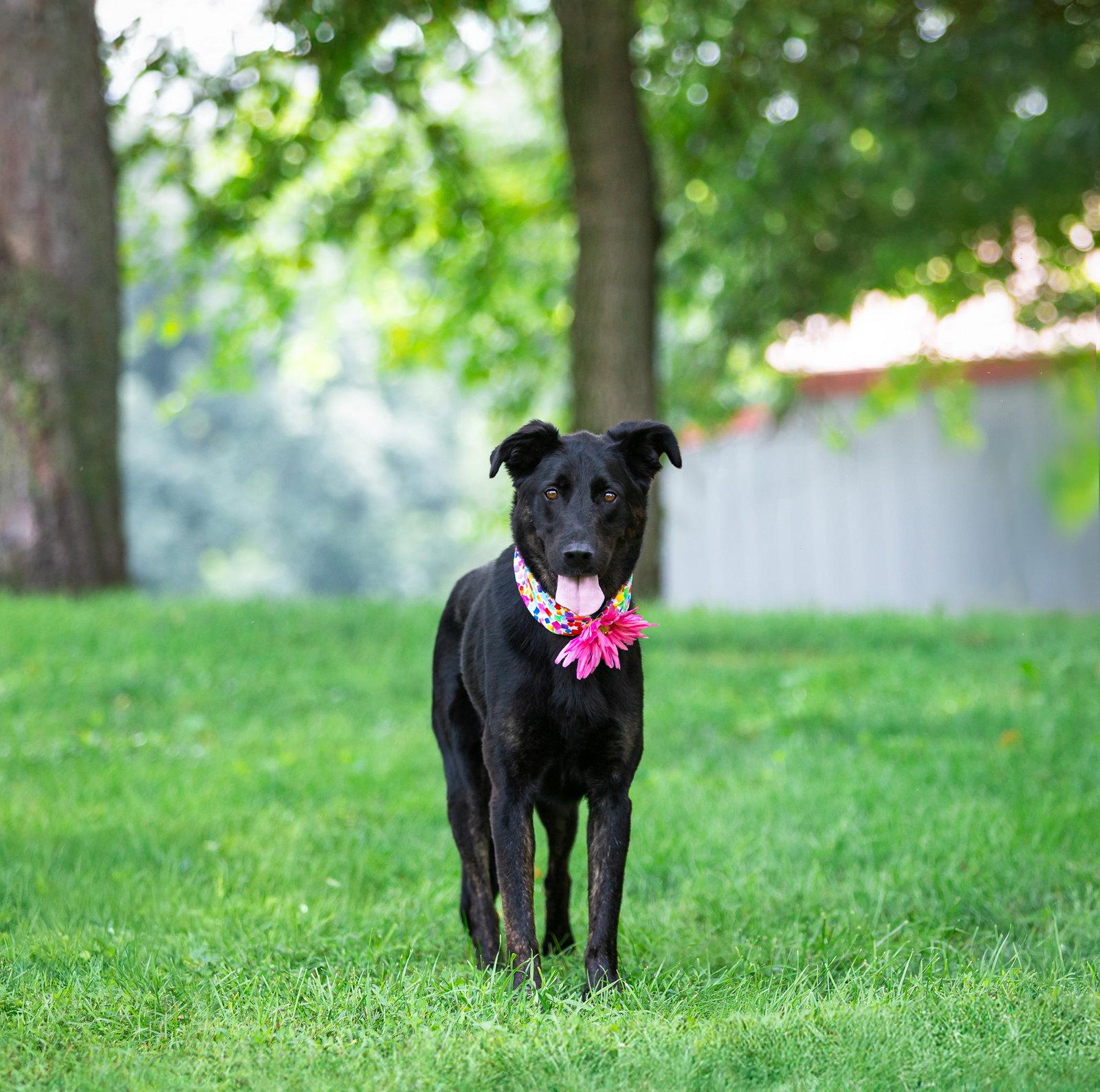 Enlarge Dolly, a Adoptable German Shepherd Dog in Coatesville, PA image 3/3