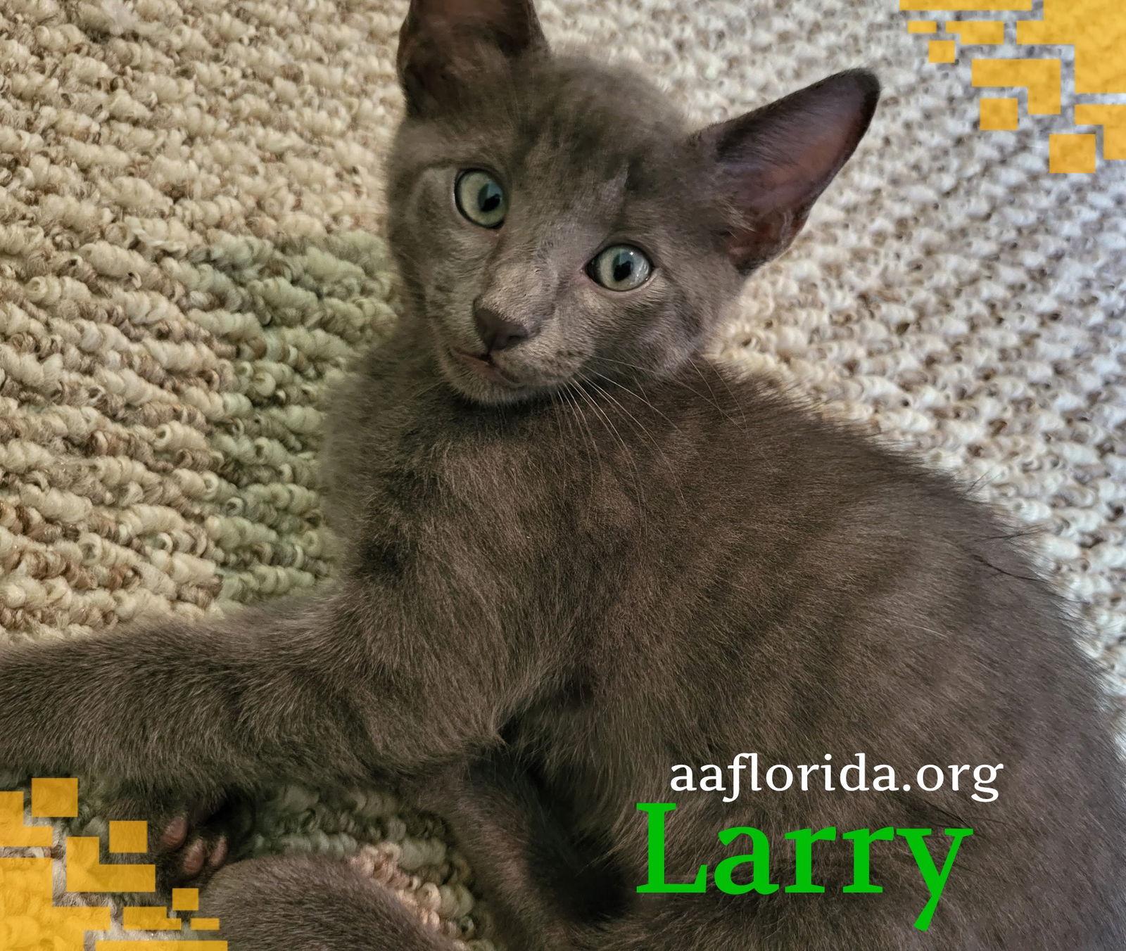 Enlarge Larry 2022, a Adopted mixed breed in Pensacola, FL image 1/1