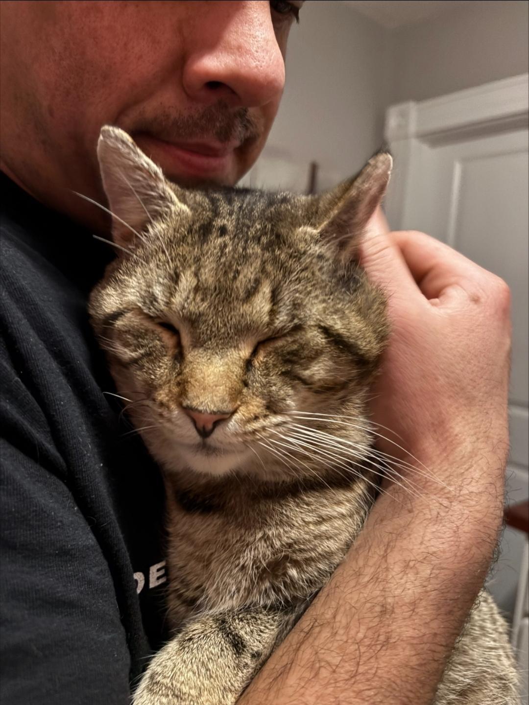 Enlarge Mufasa-CUDDLY! FIV+, a ADOPTABLE mixed breed in Berlin, CT image 5/6