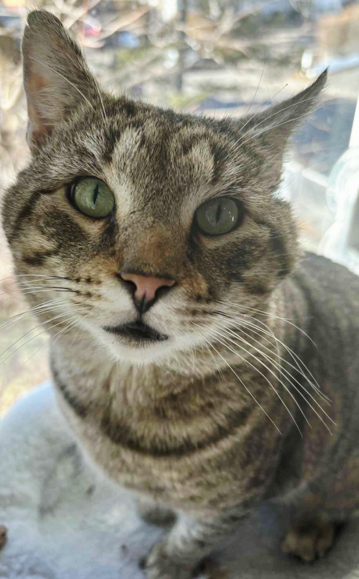 Enlarge Mufasa-CUDDLY! FIV+, a ADOPTABLE mixed breed in Berlin, CT image 6/6