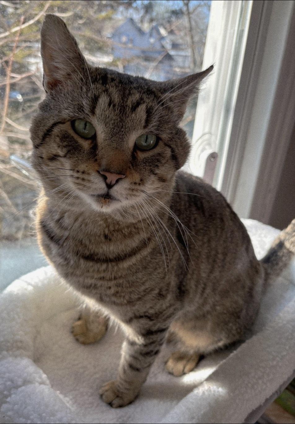 Enlarge Mufasa-CUDDLY! FIV+, a ADOPTABLE mixed breed in Berlin, CT image 6/6