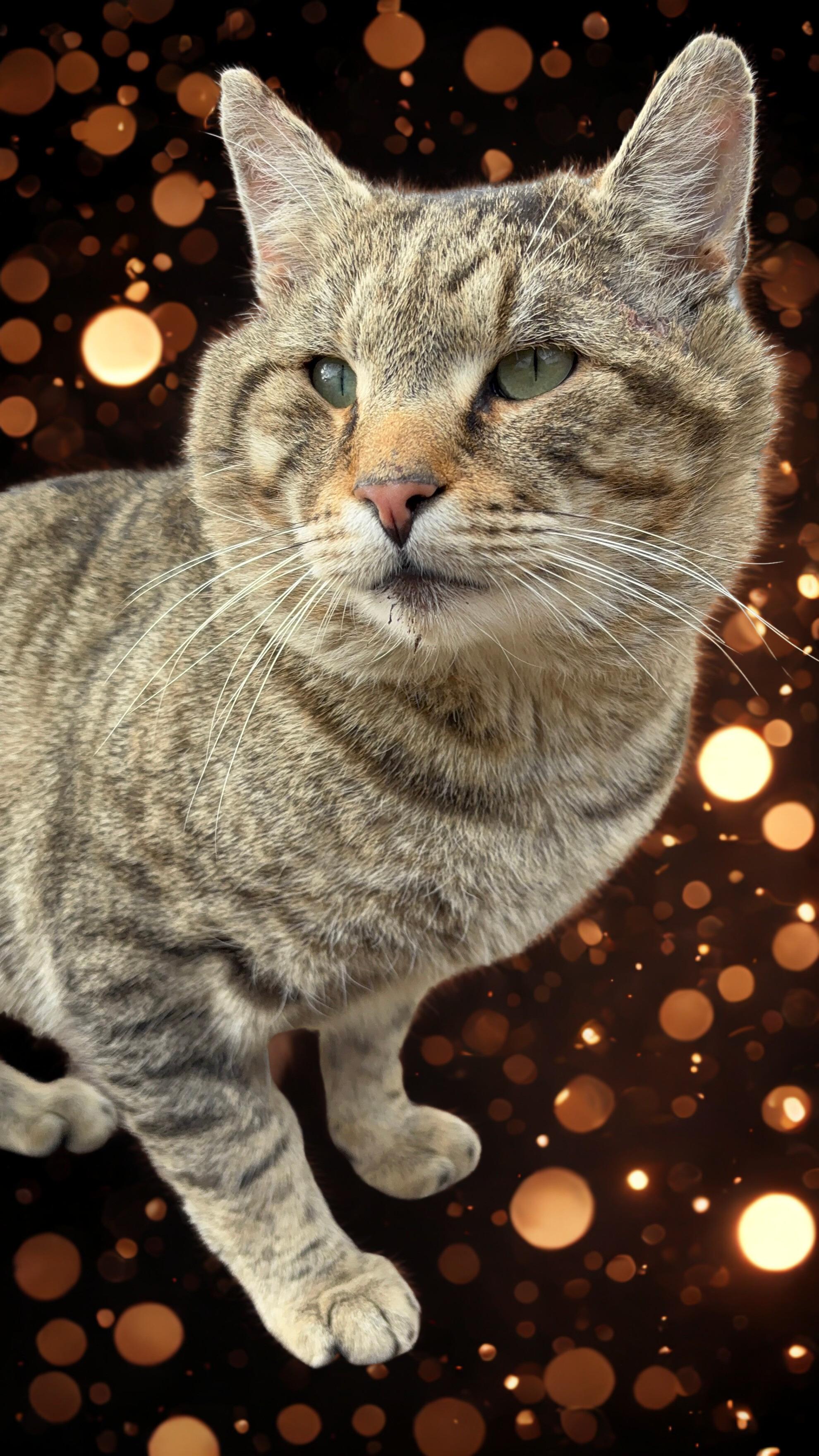 Enlarge Mufasa-CUDDLY! FIV+, a ADOPTABLE mixed breed in Berlin, CT image 4/6