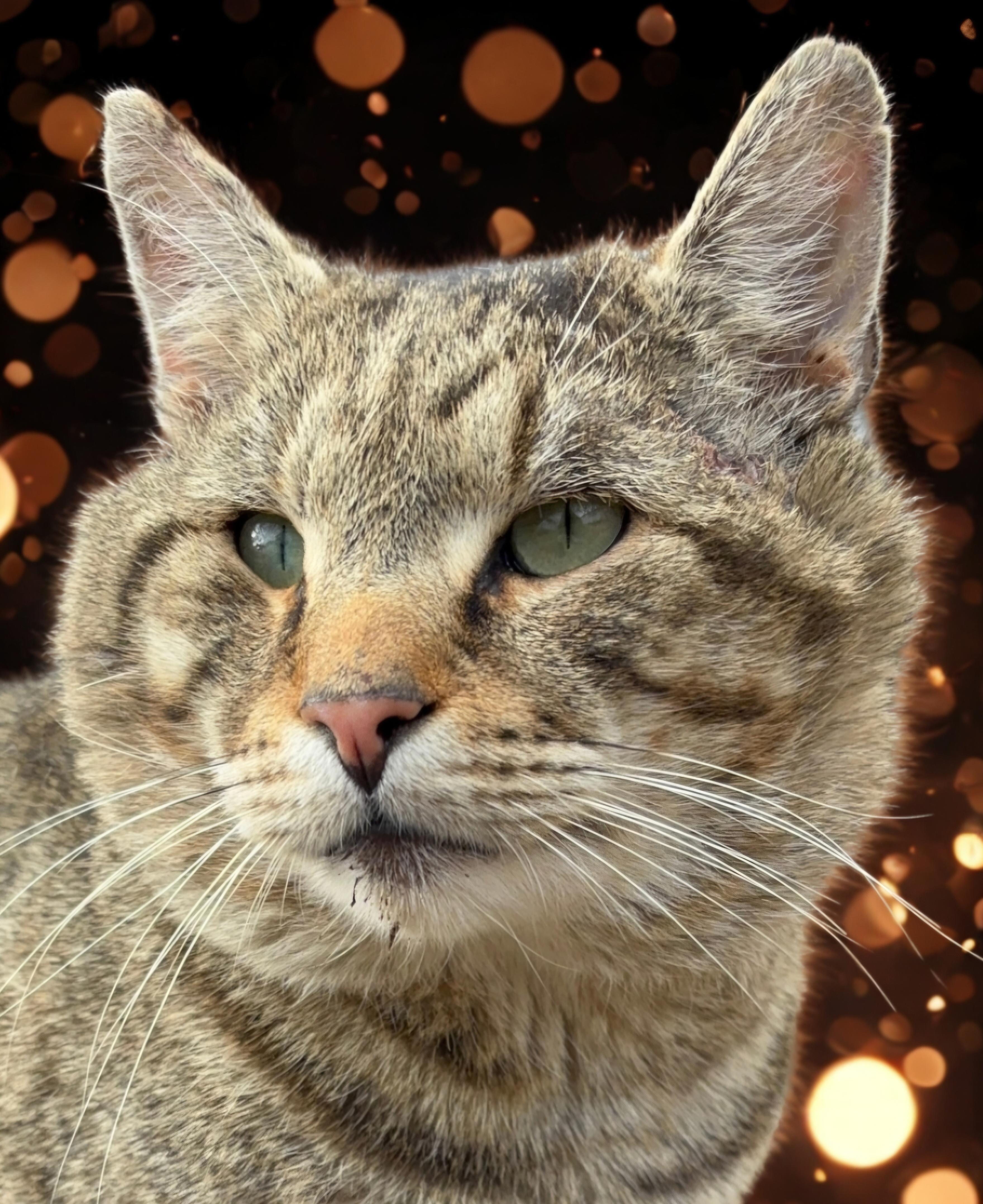 Mufasa-CUDDLY! FIV+, ADOPTABLE, Adult Male Tiger & Tabby.