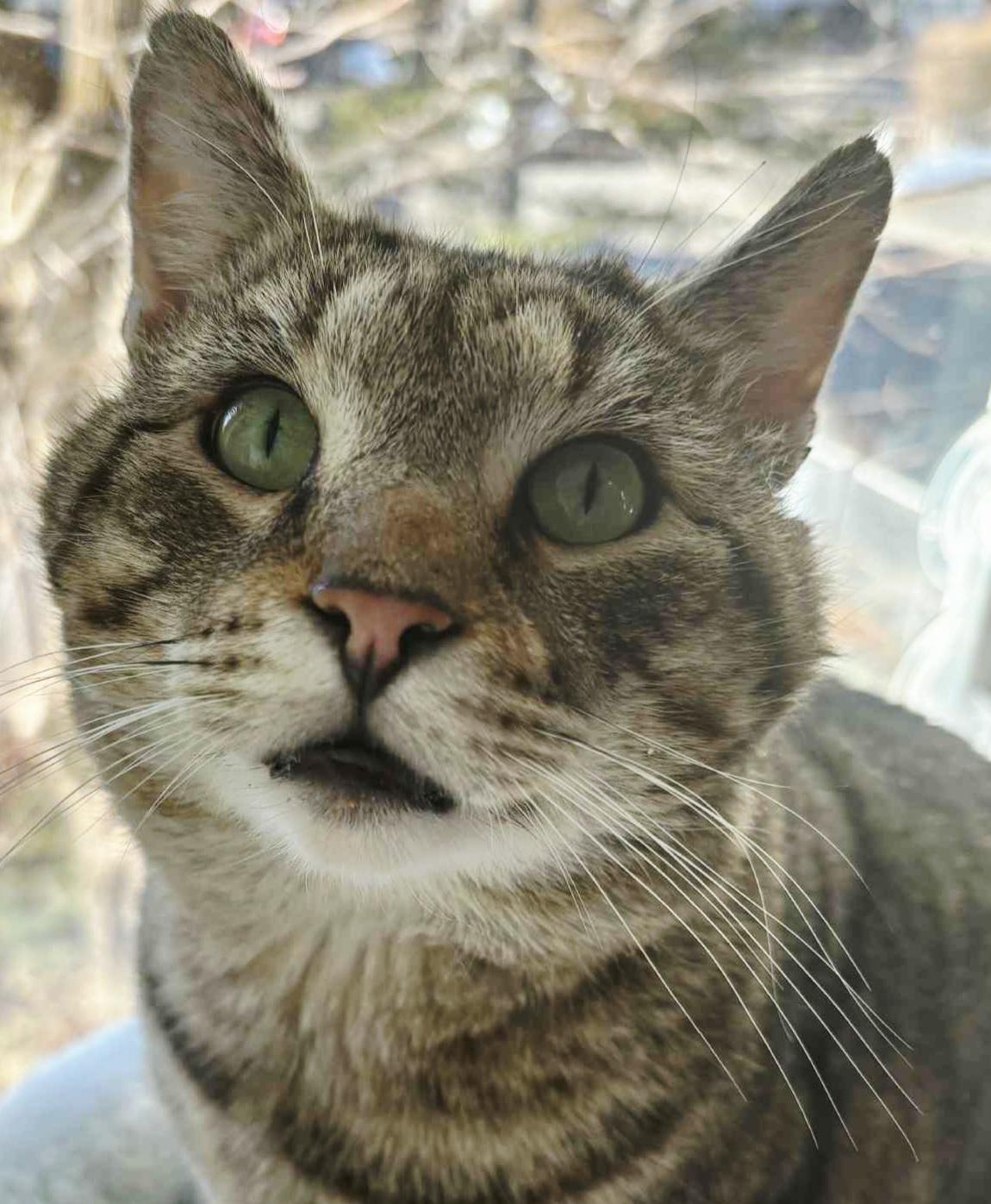 Mufasa-CUDDLY! FIV+, ADOPTABLE, Adult Male Tiger & Tabby.