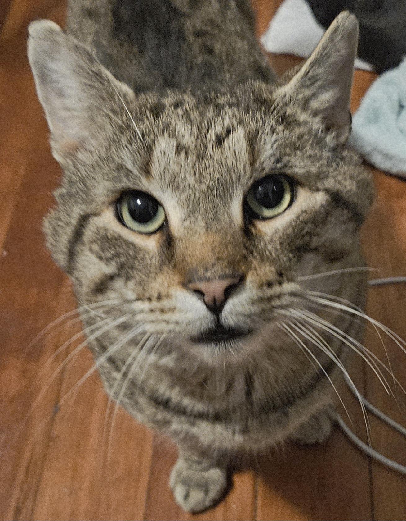 Enlarge Mufasa-CUDDLY! FIV+, a ADOPTABLE mixed breed in Berlin, CT image 3/6