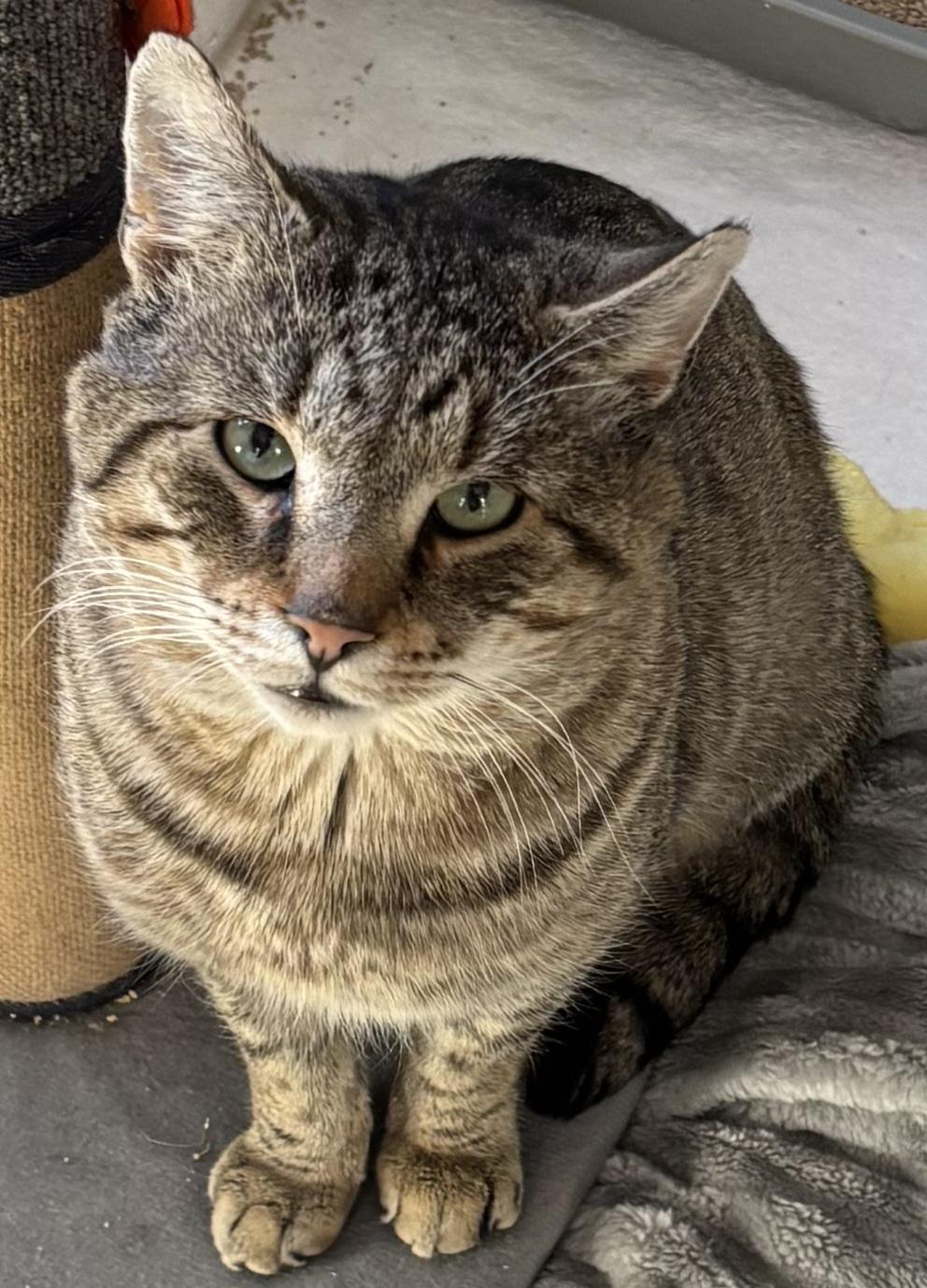 Mufasacuddly! Fiv+ thumbnail 6