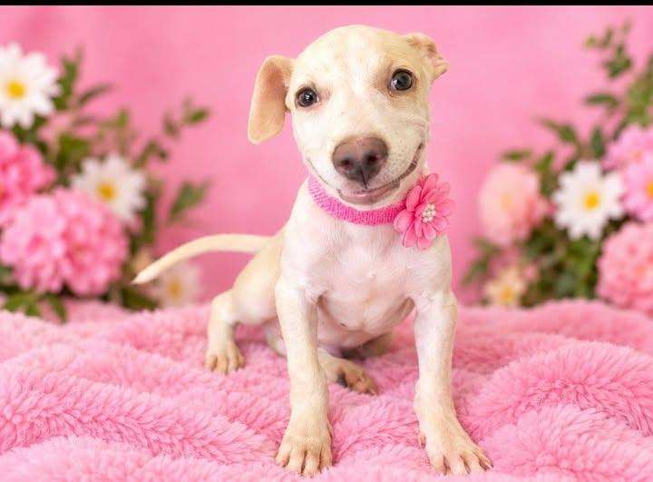 Smiley, Adoptable, Young Female Labrador Retriever.