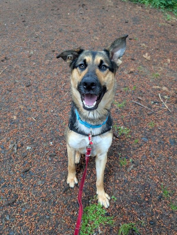Rosco, Adoptable, Young Male German Shepherd Dog & Australian Kelpie.