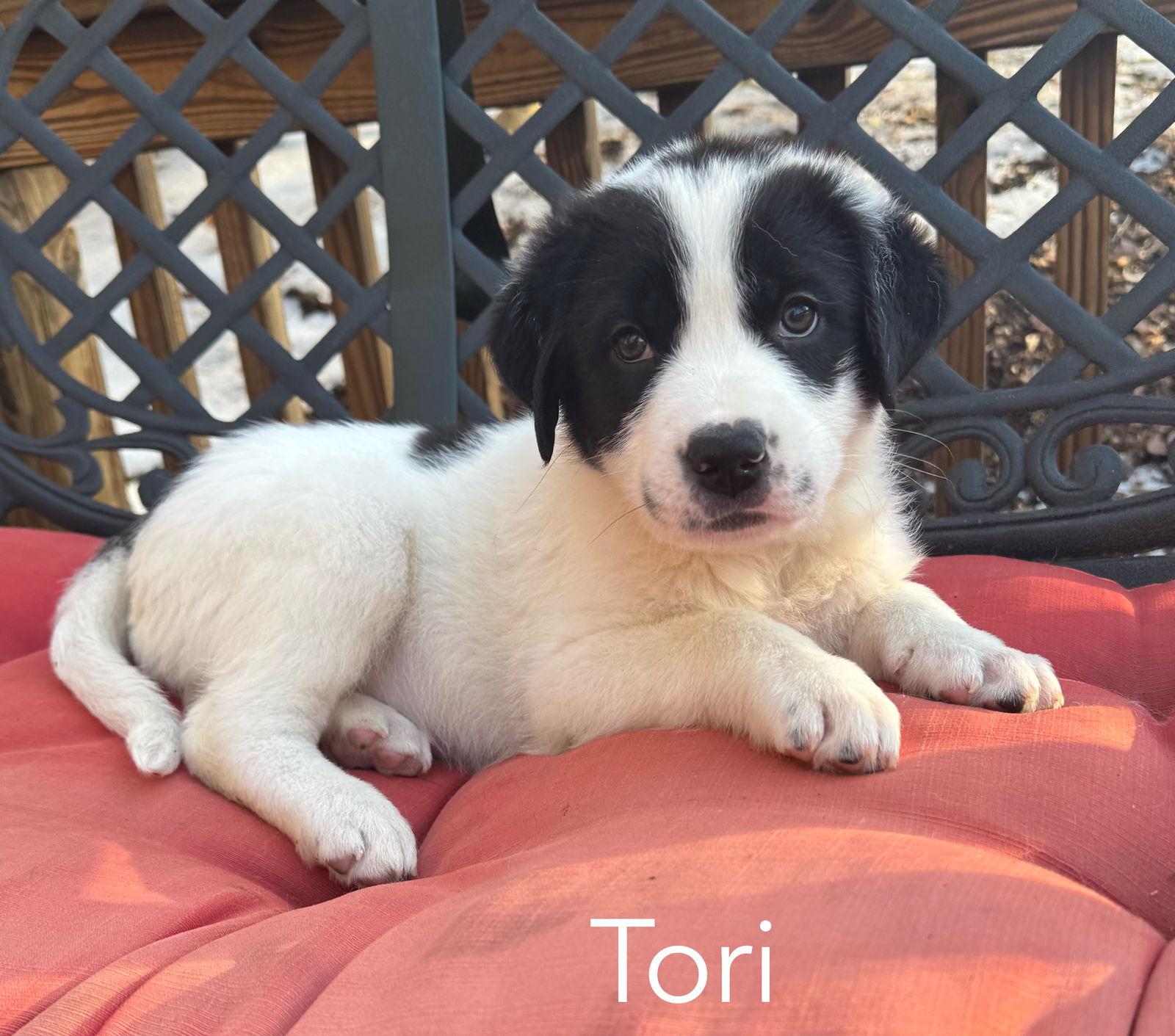 Enlarge Tor-ADOPTION pending, a Adopted Great Pyrenees in Spring City, PA image 1/2