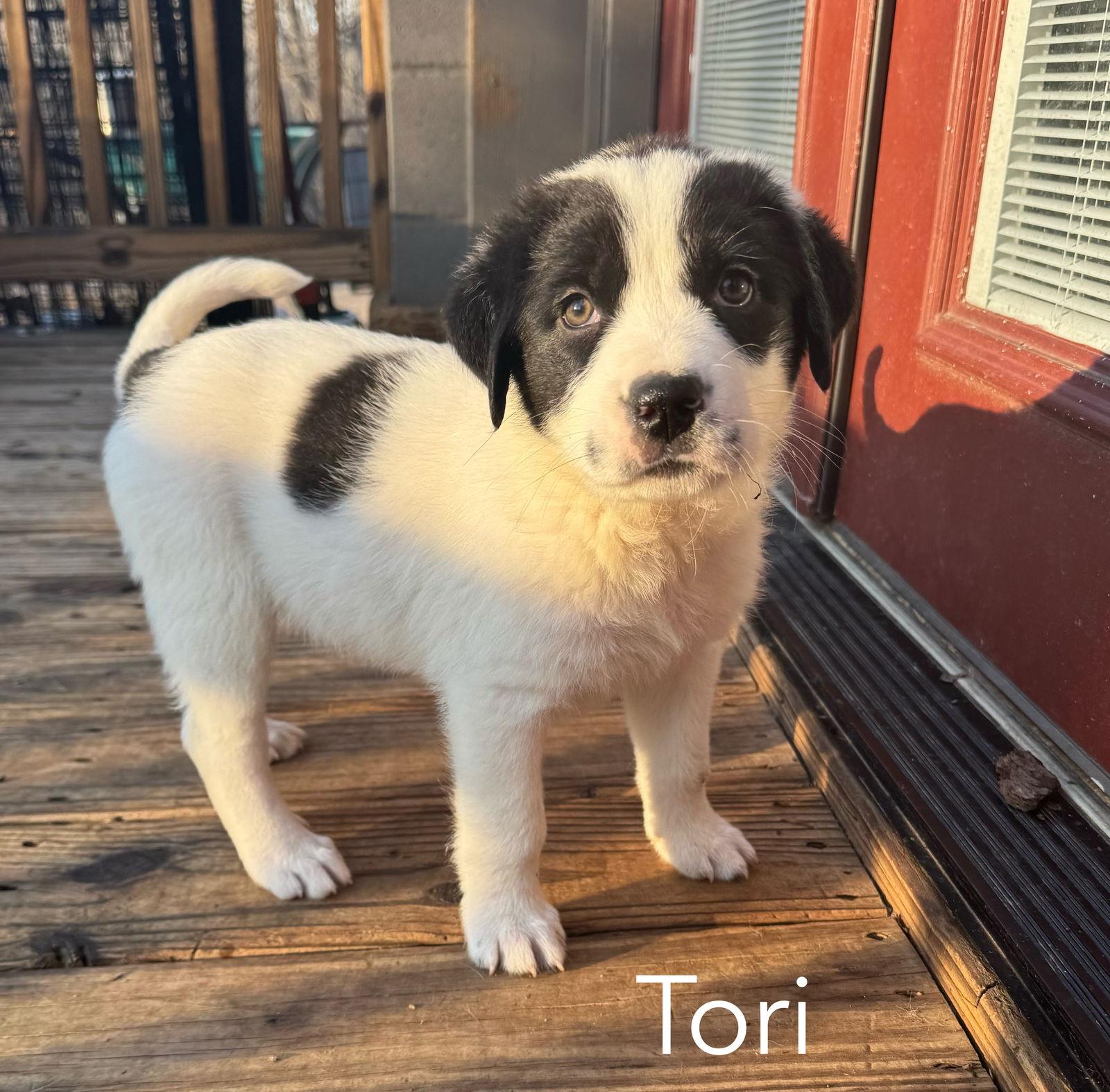 Enlarge Tor-ADOPTION pending, a Adopted Great Pyrenees in Spring City, PA image 2/2