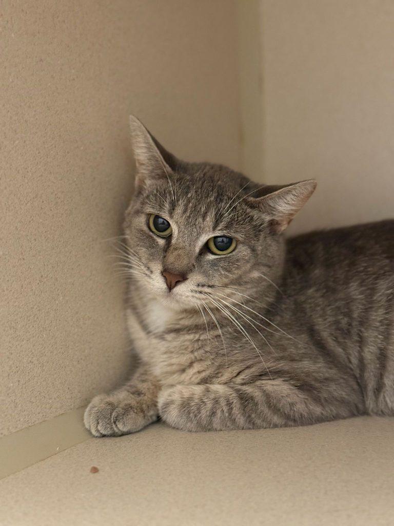 Cass, a Adoptable Domestic Short Hair in Brooklyn, NY image 3/3