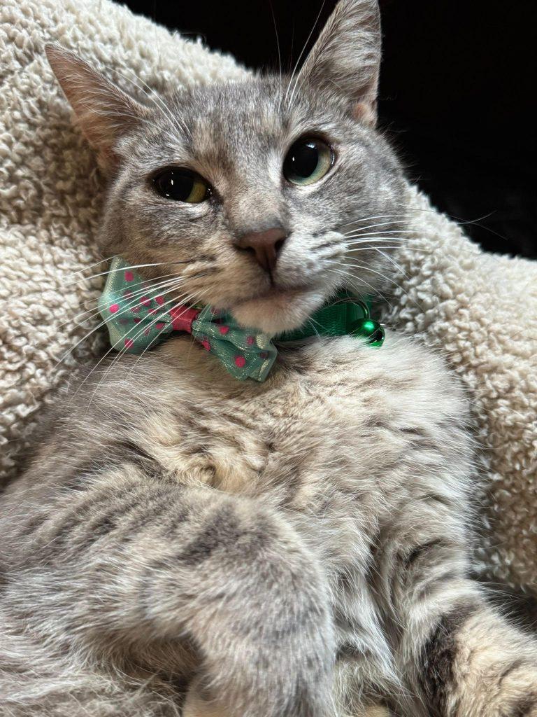 Cass, a Adoptable Domestic Short Hair in Brooklyn, NY image 2/3