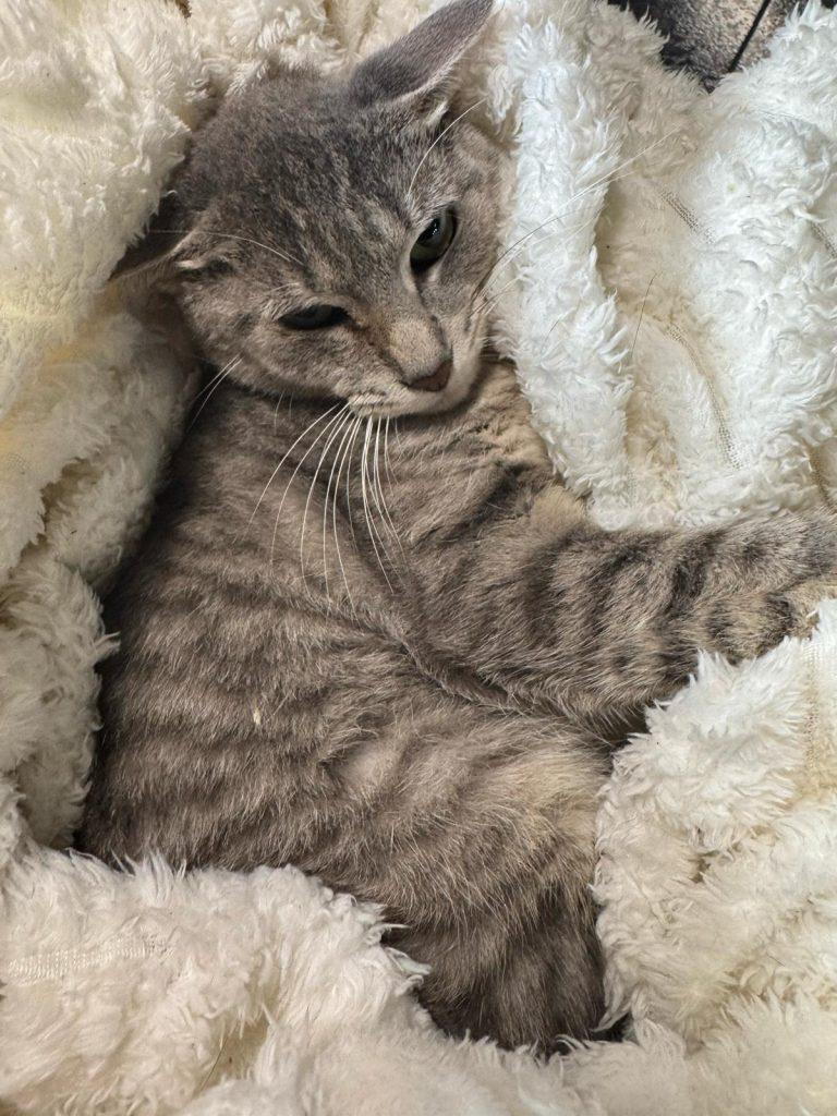 Cass, a Adoptable Domestic Short Hair in Brooklyn, NY image 1/3