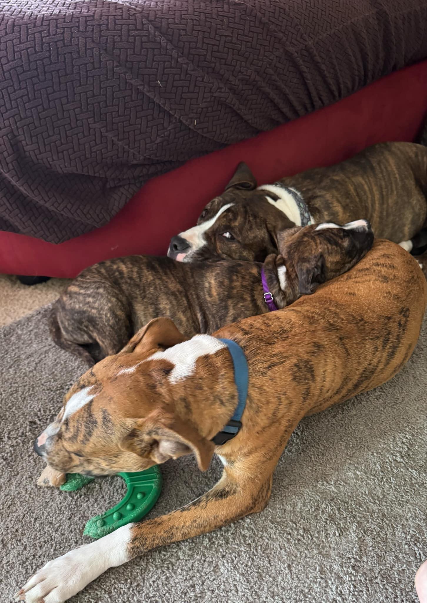 Tator (Tot), Adopted, Young Male American Bully & Pit Bull Terrier.