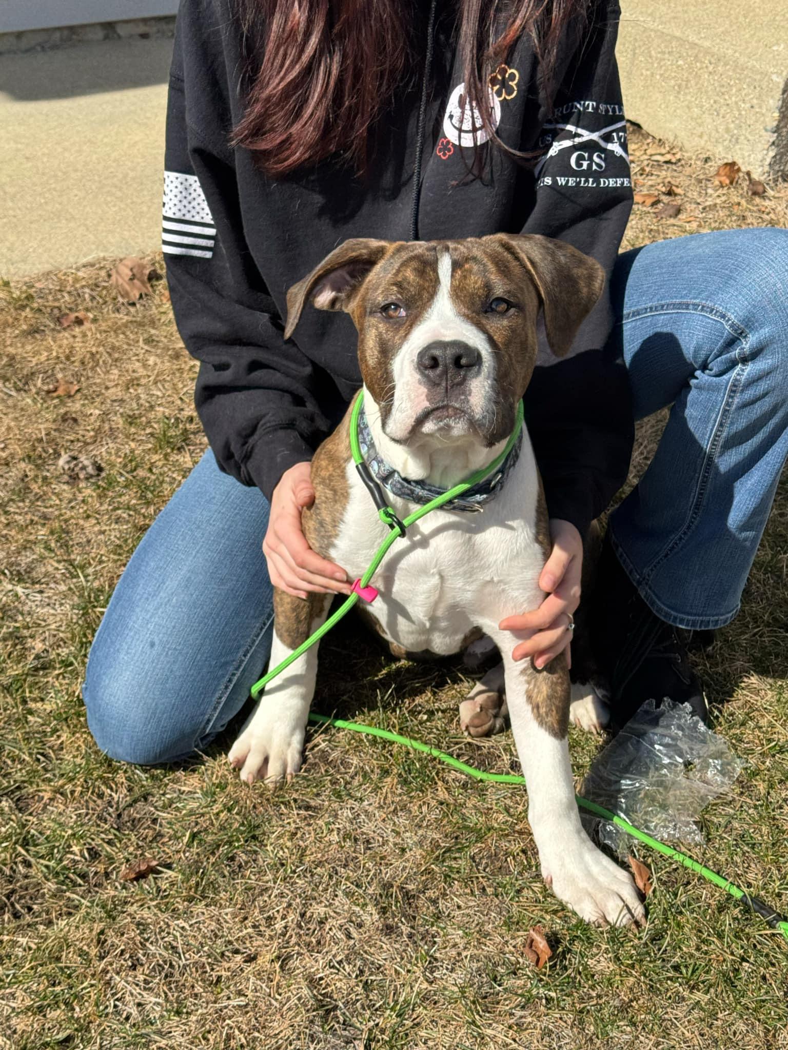 Tator (Tot), Adopted, Young Male American Bully & Pit Bull Terrier.