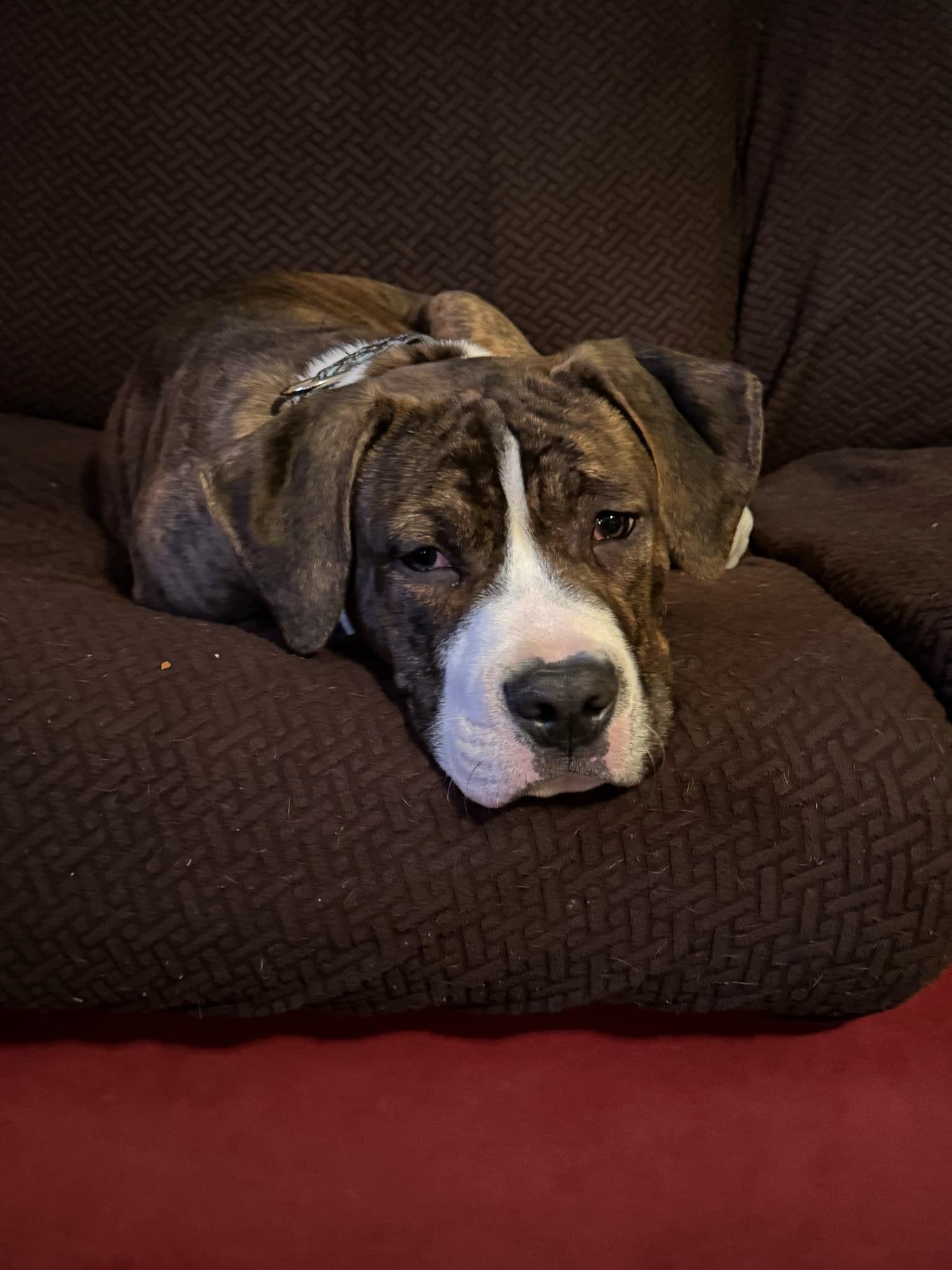 Enlarge Tator (Tot), a Adopted mixed breed in Rockford, IL image 2/5