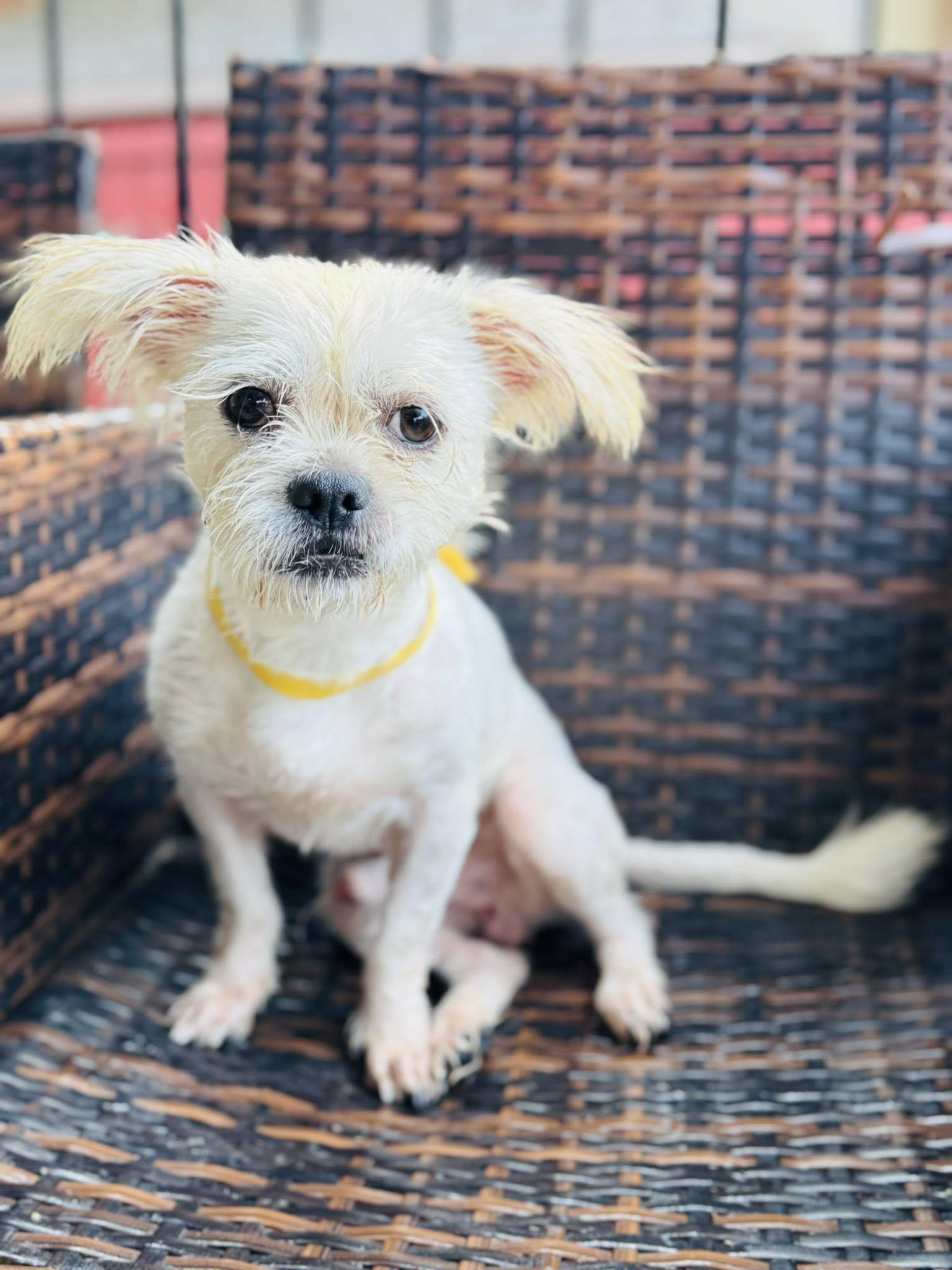 Dog for adoption - Vince, a Shih Tzu in Salem, NH | Petfinder