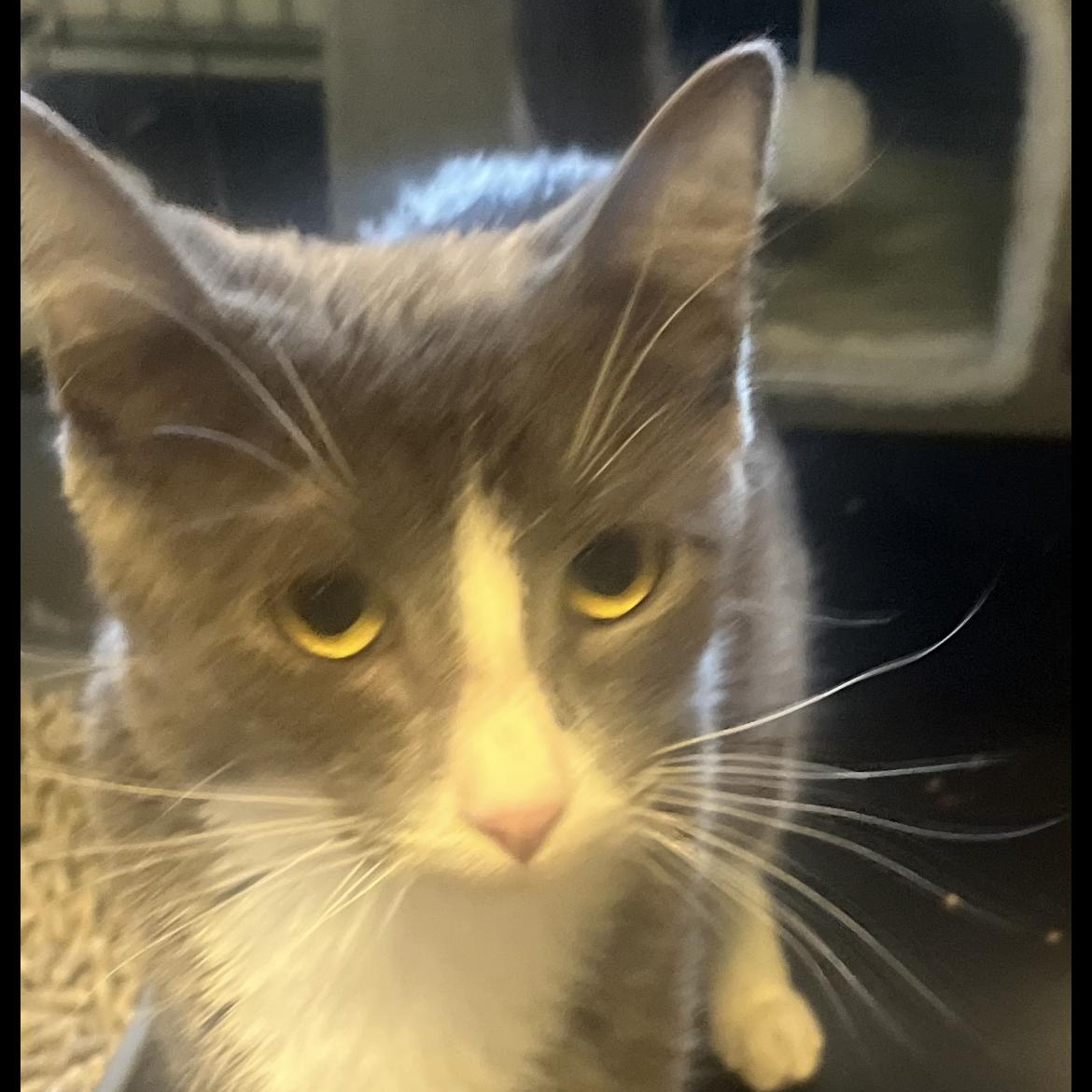 Enlarge Iris, a Adoptable Domestic Short Hair in Brockport, NY image 2/3