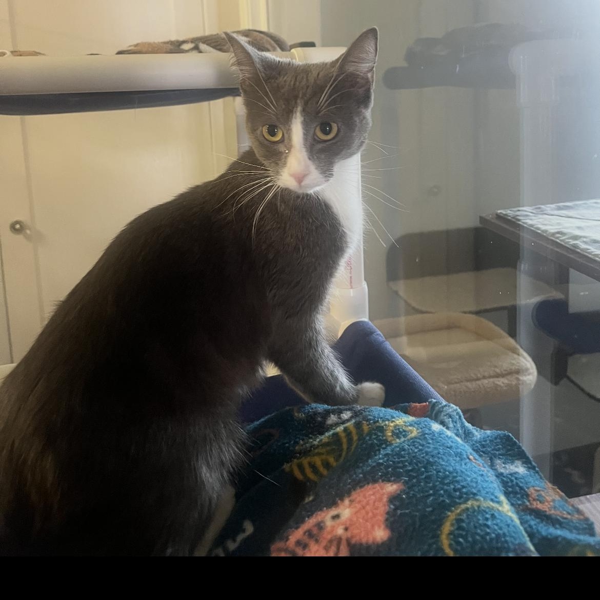 Enlarge Iris, a Adoptable Domestic Short Hair in Brockport, NY image 1/3