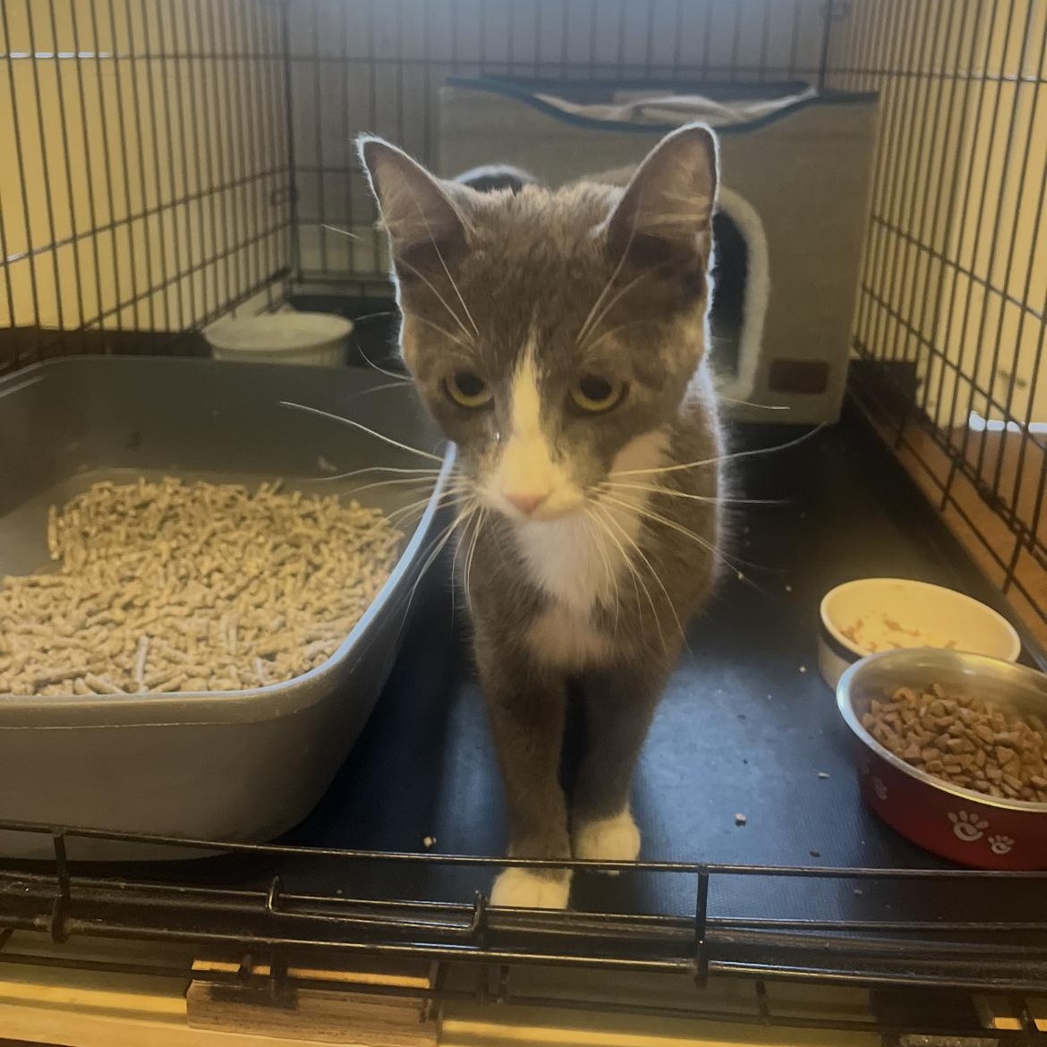 Enlarge Iris, a Adoptable Domestic Short Hair in Brockport, NY image 3/3