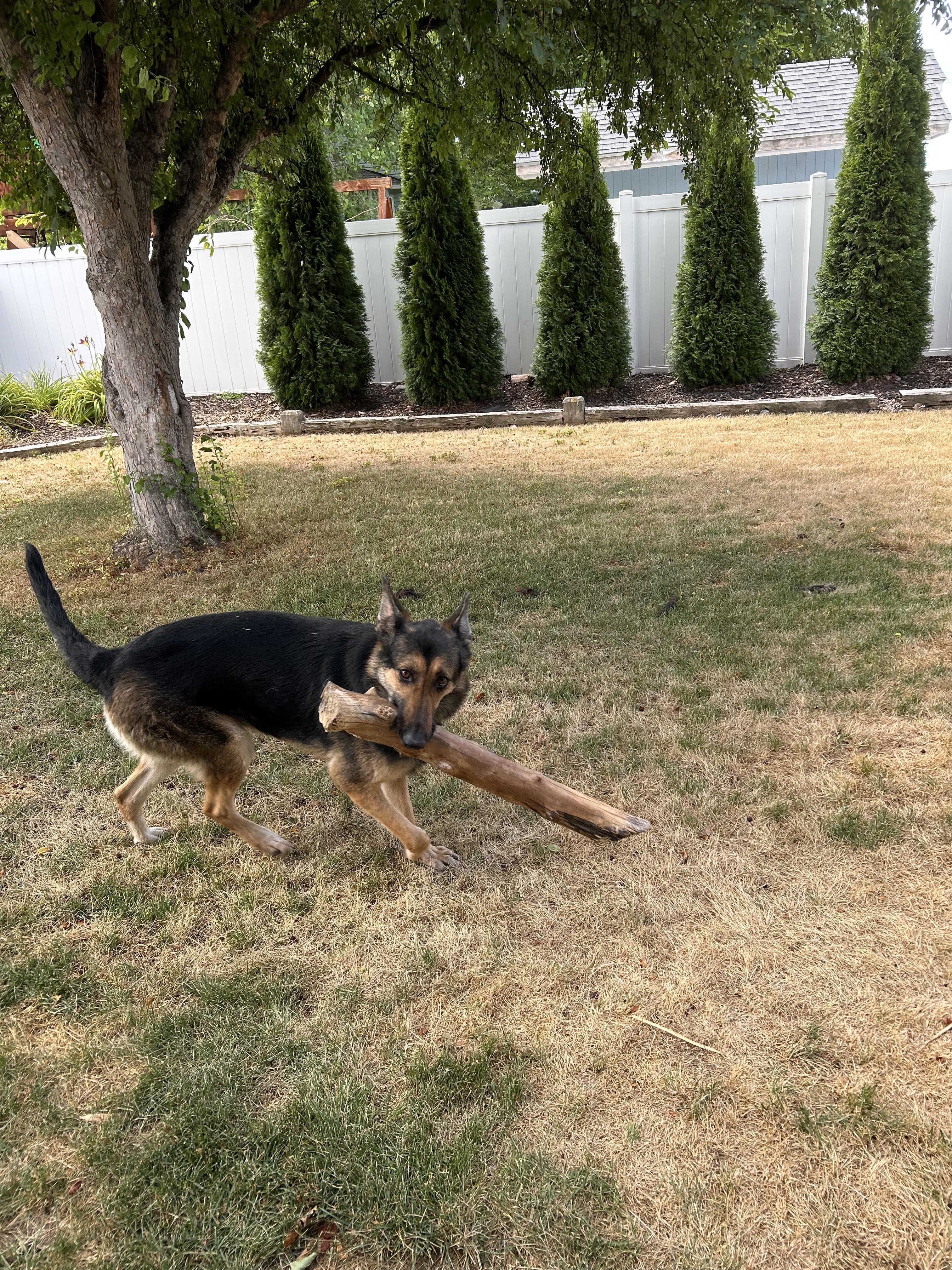 Zena, an adoptable German Shepherd Dog, Belgian Shepherd / Malinois in Pocatello, ID, 83204 | Photo Image 4